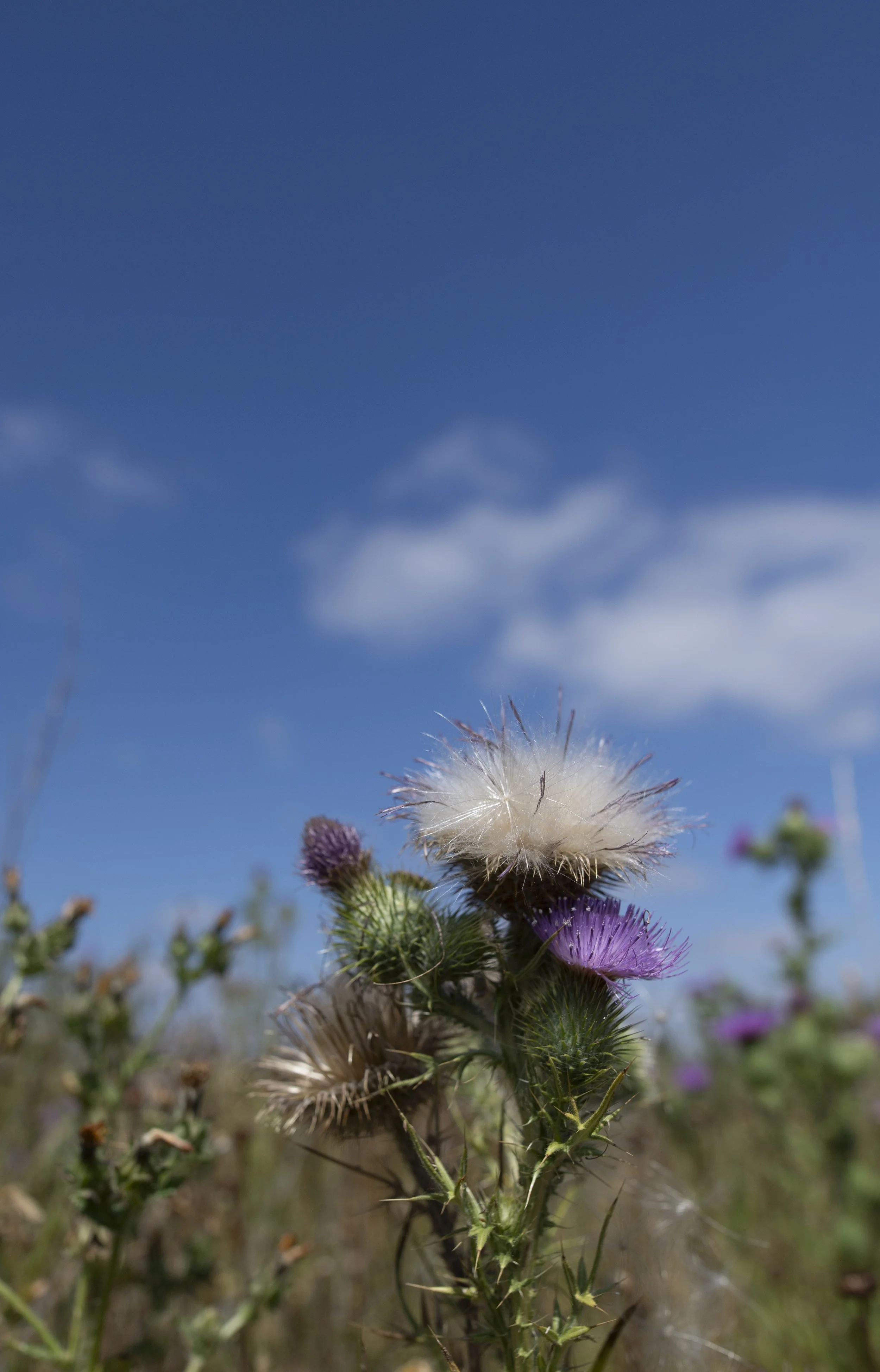 Thistle head, Pickworth