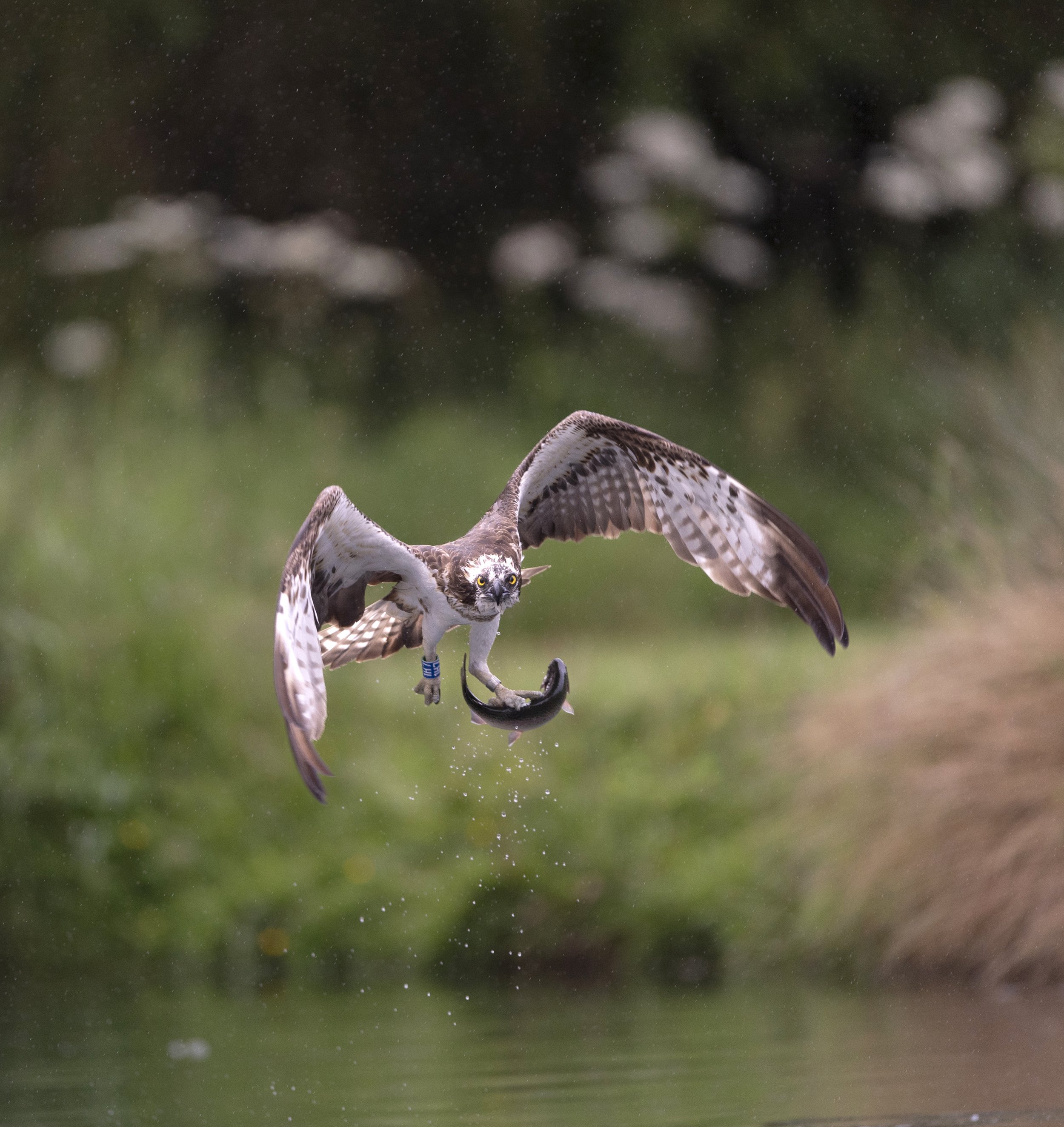 Osprey fishing