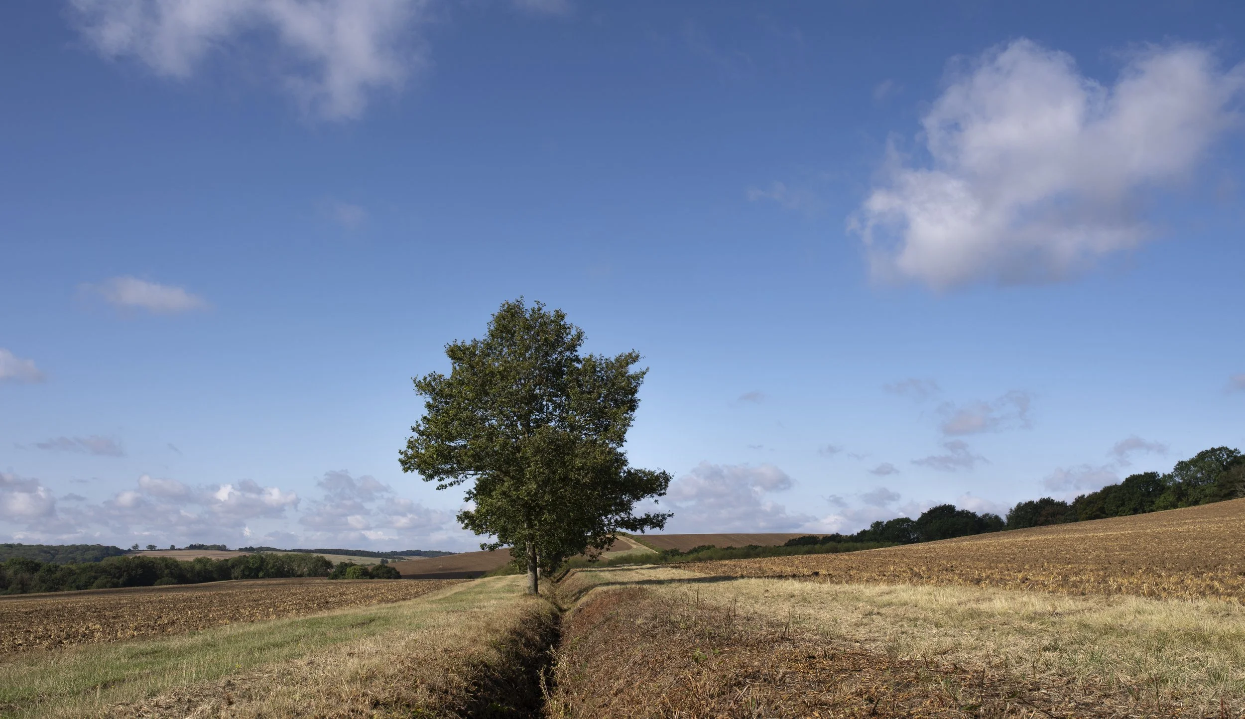 Tree and a ditch