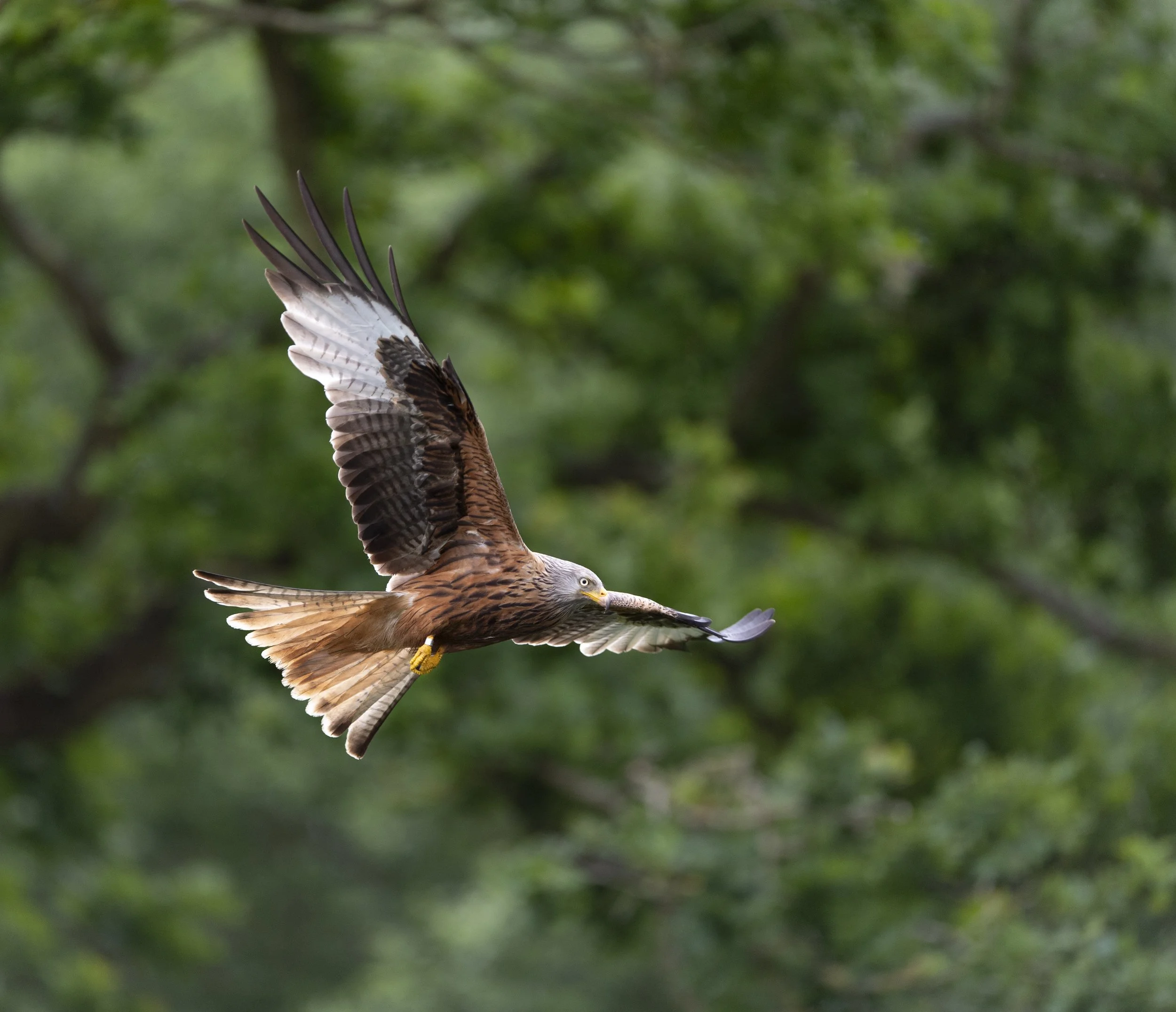 Red Kite