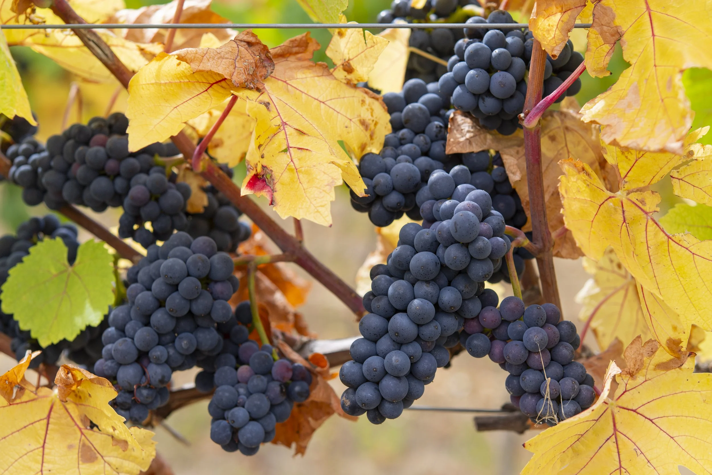 Pinot Noir grapes at Rutland Vineyard