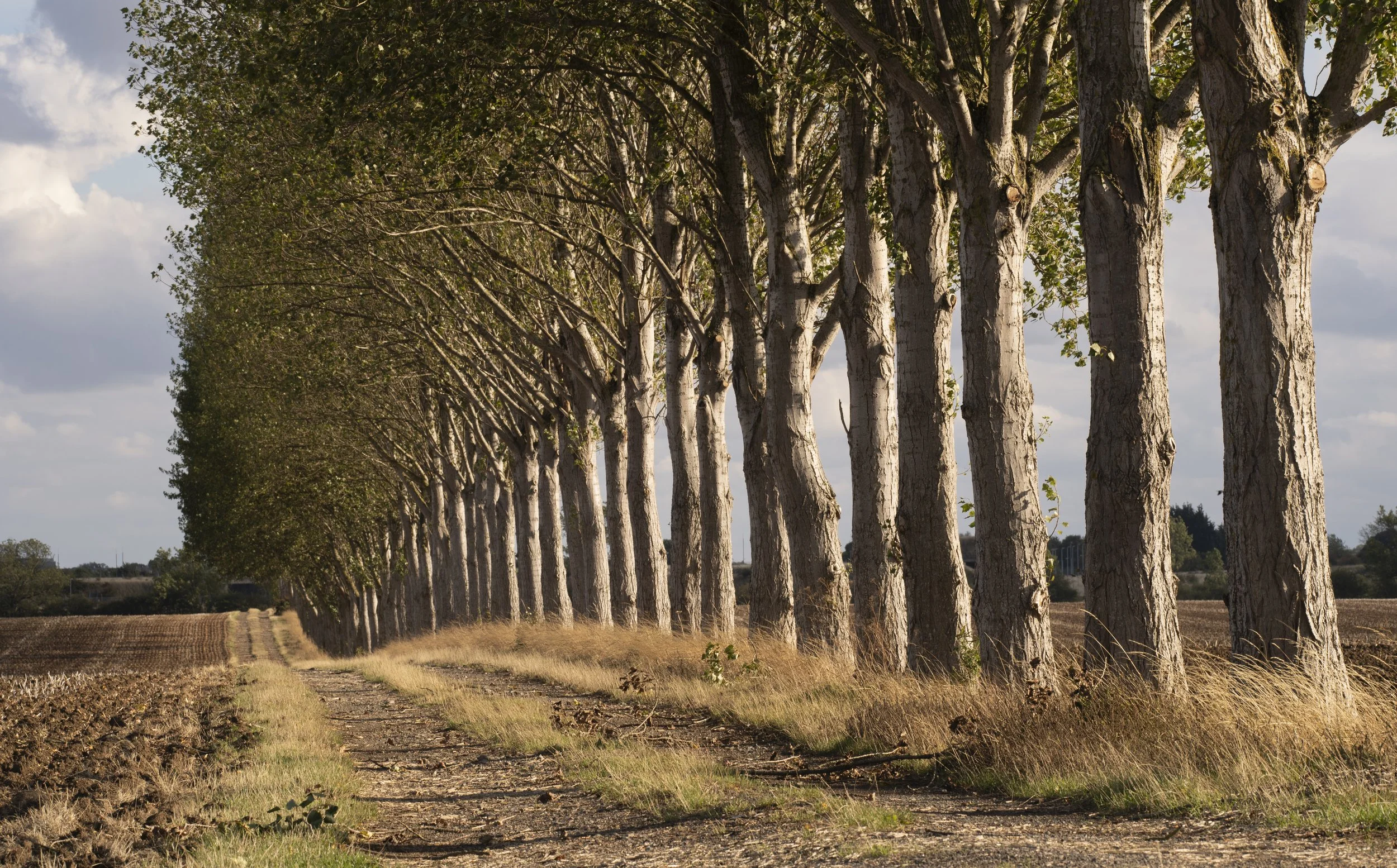 Tree avenue