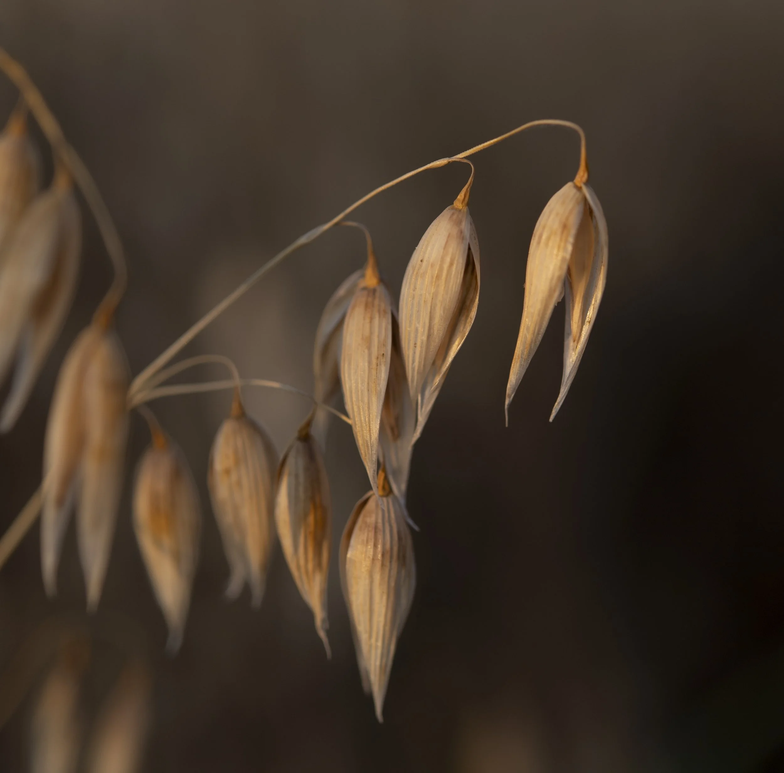 Oats