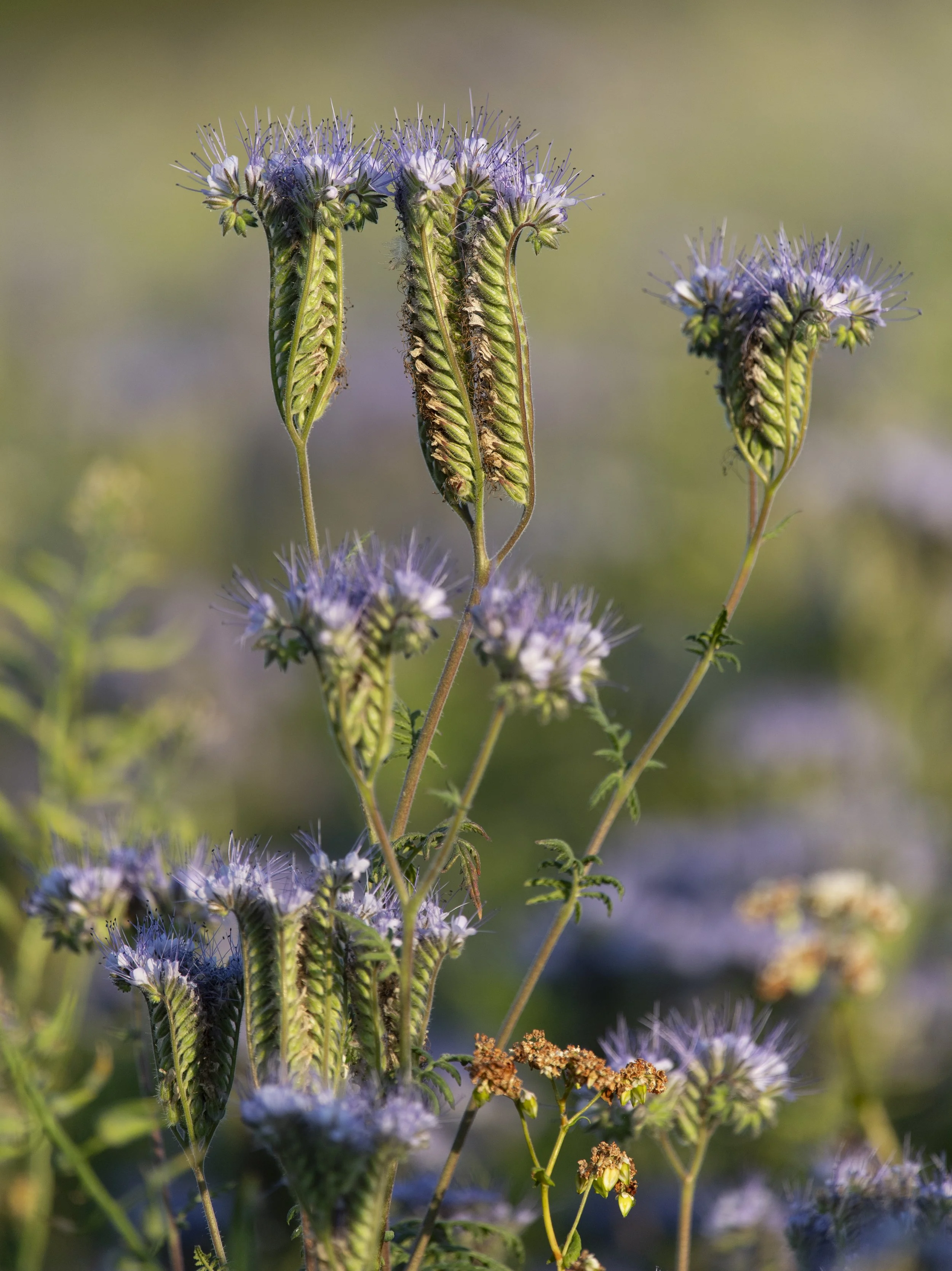 Phacelia