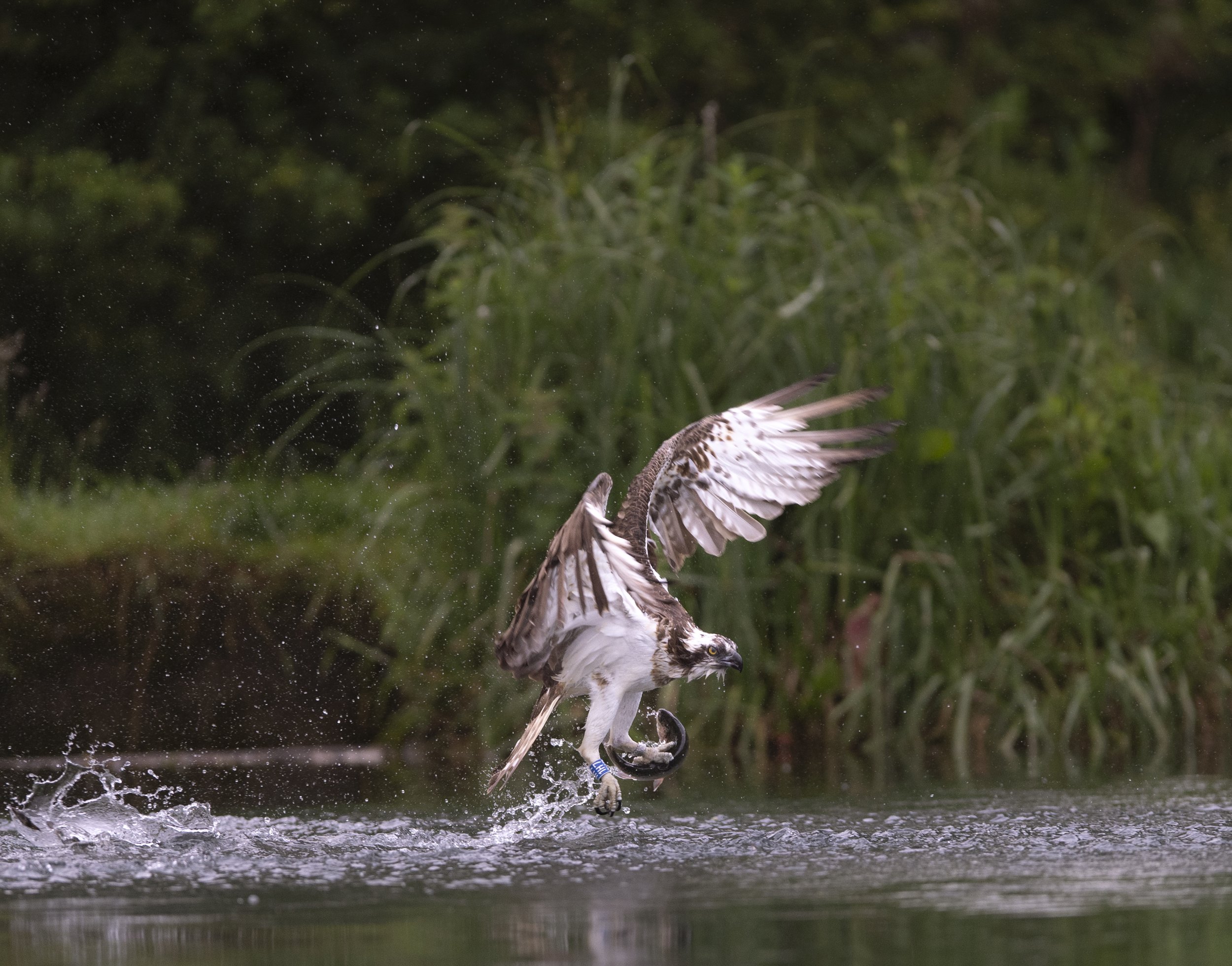 Osprey fishing