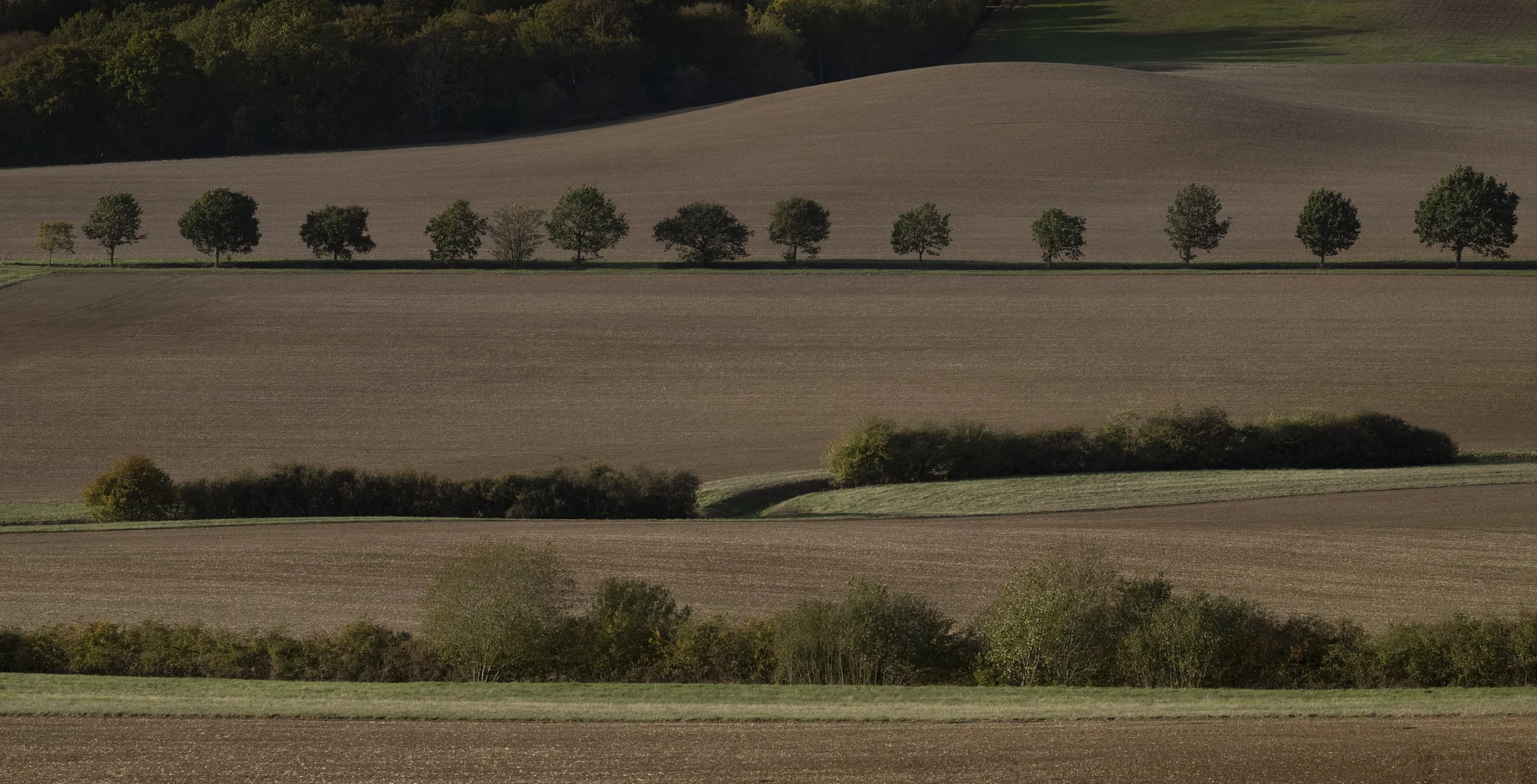 Layers of trees in the landscape near Belton-in-Rutland