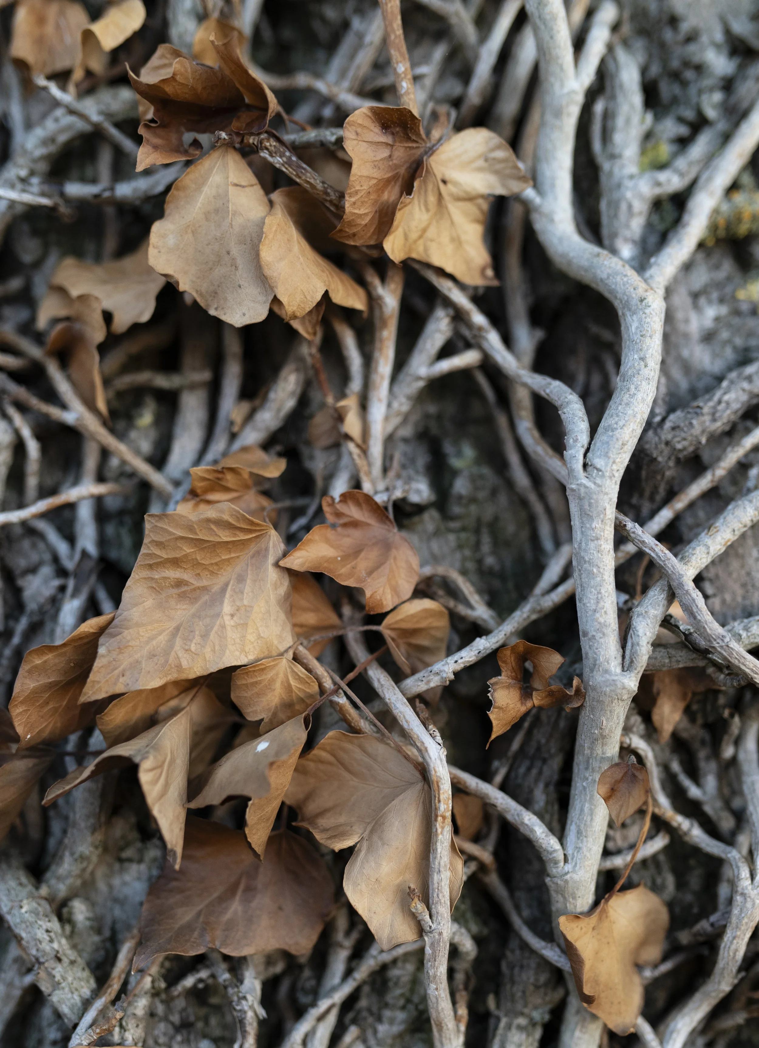Dead ivy 