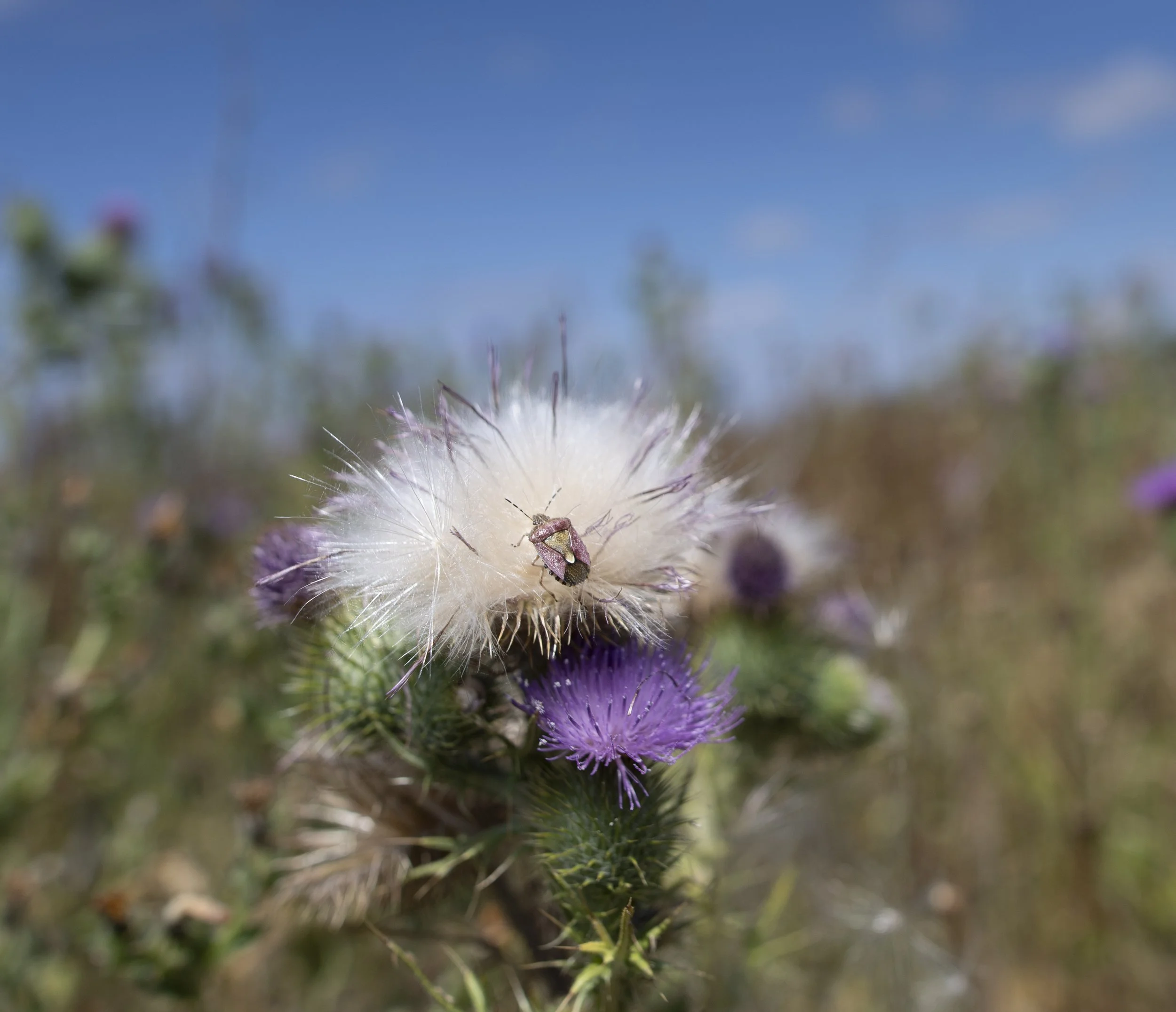 hairy shield-bug on a thistle head, Pickworth