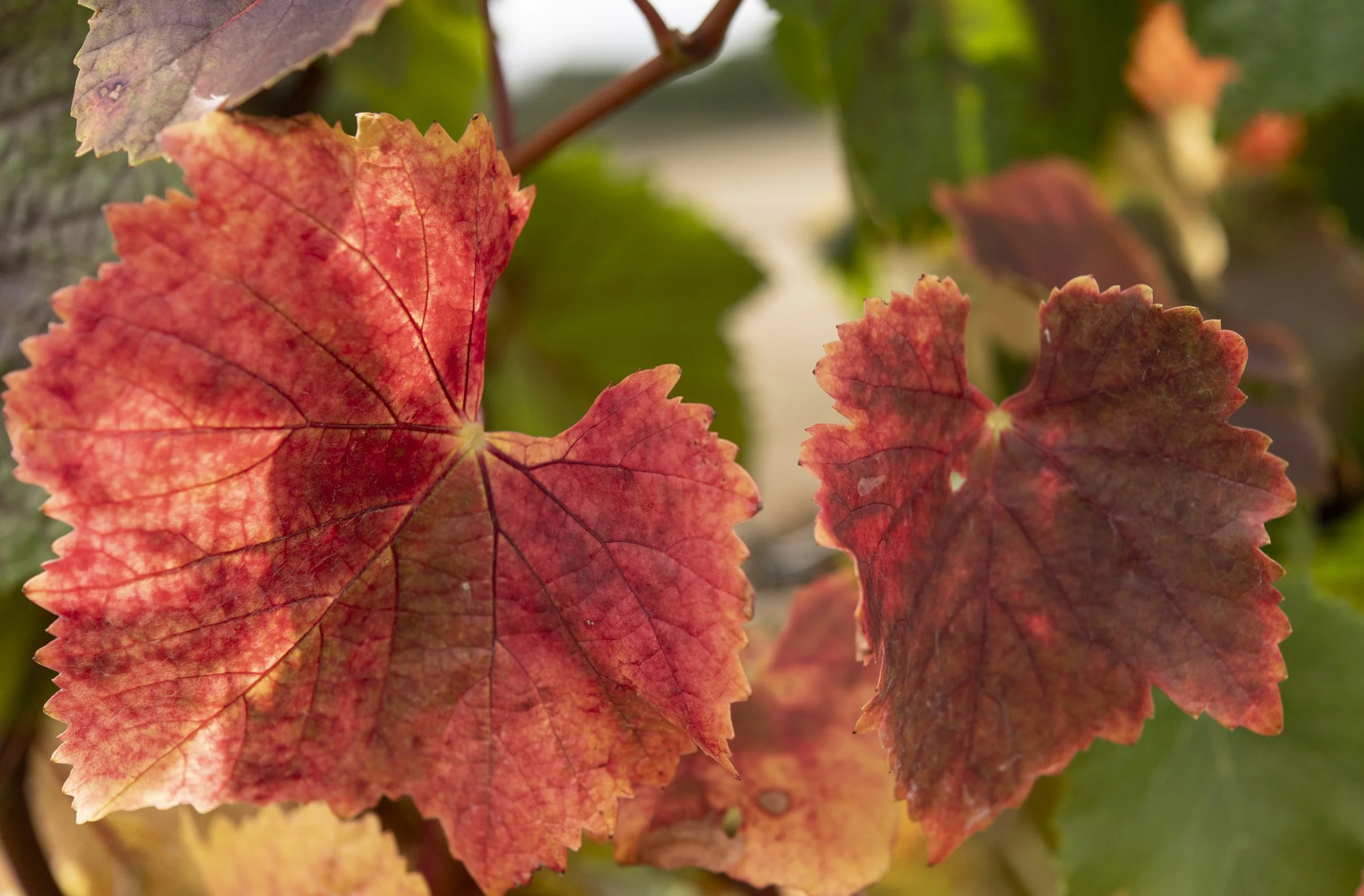 Pinot vine leaves changing colour as harvest approaches