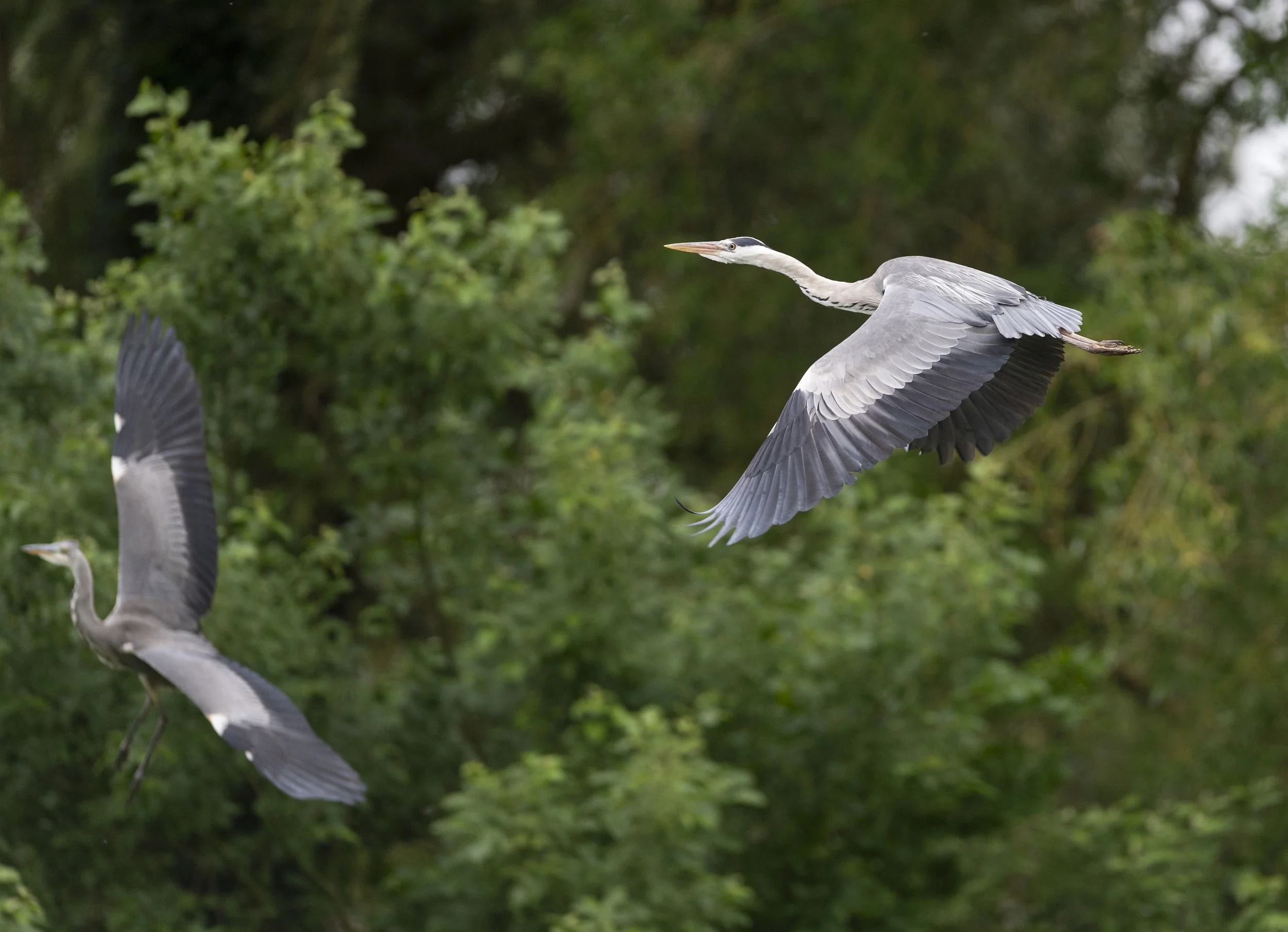 Grey herons