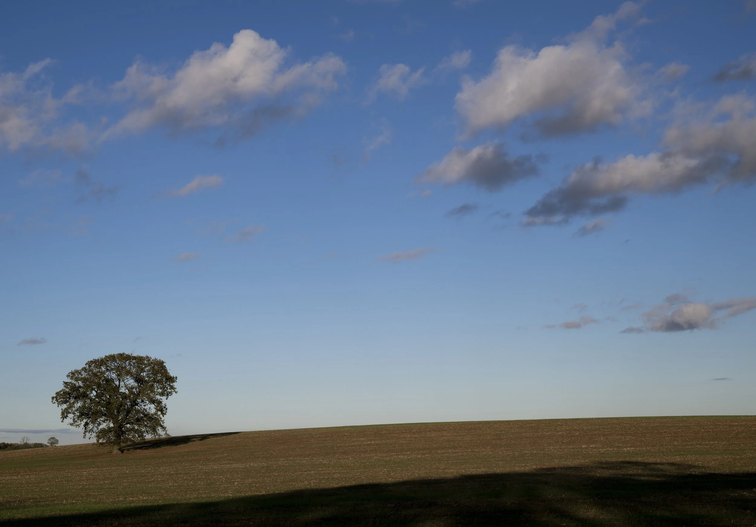That lone tree, Langham