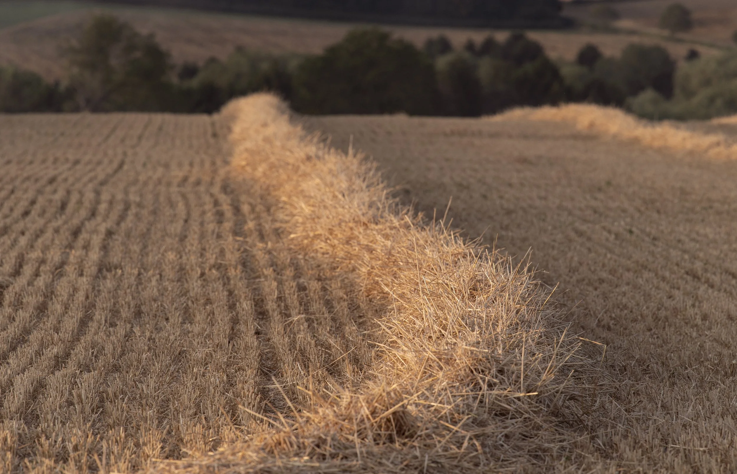 line of hay awaiting baling