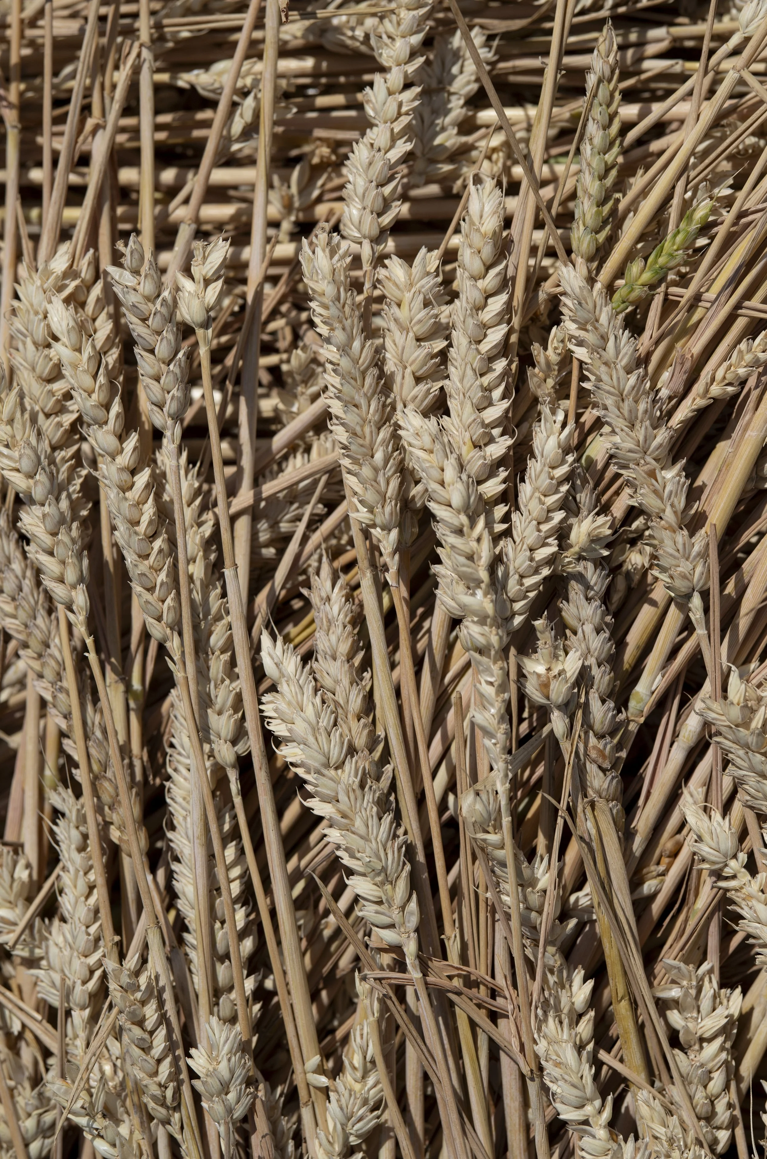 Wheat ears that have fallen from the combine harvester littler the ground, and will provide vital food for birds during the winter