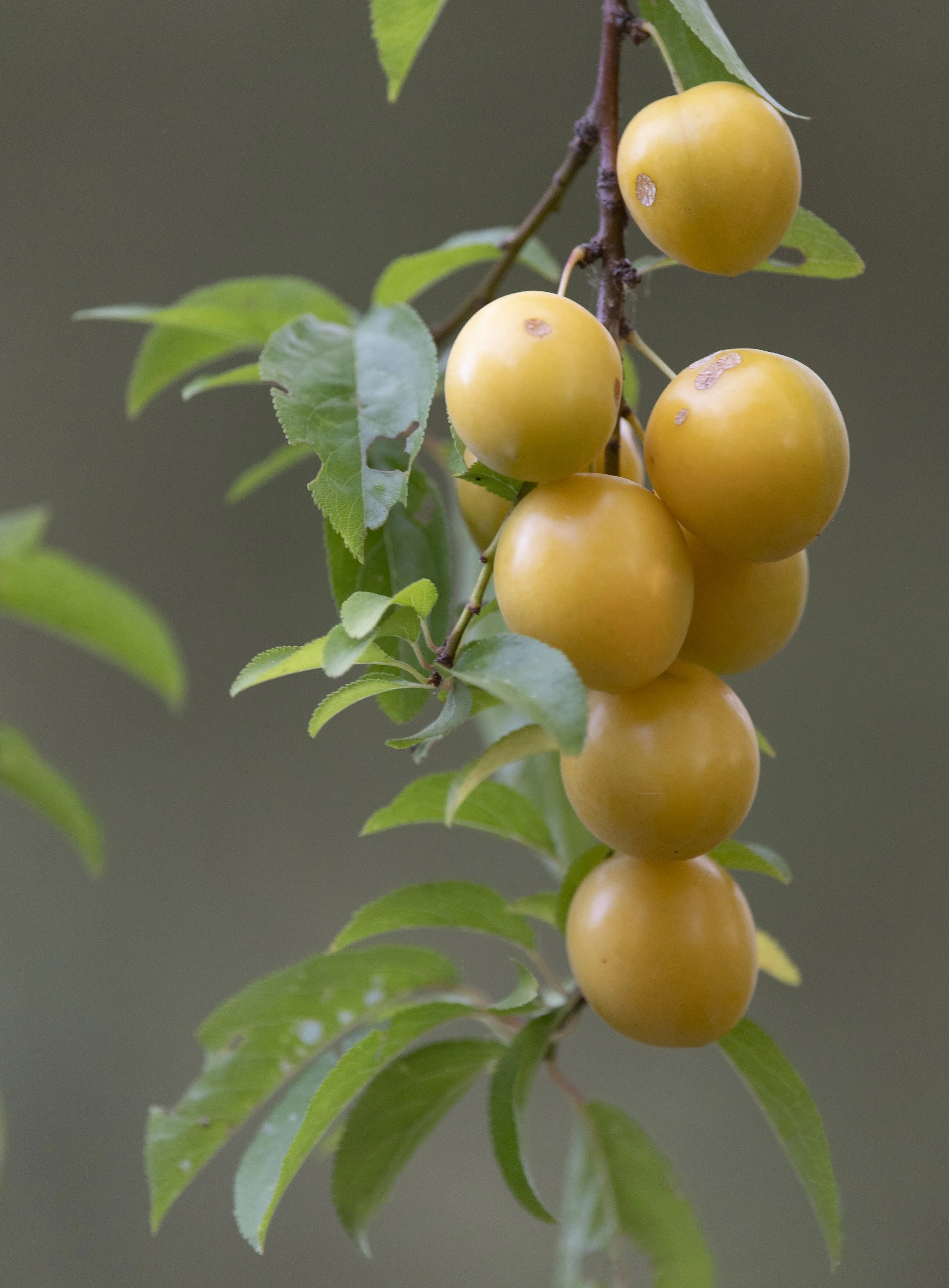 Wild plum