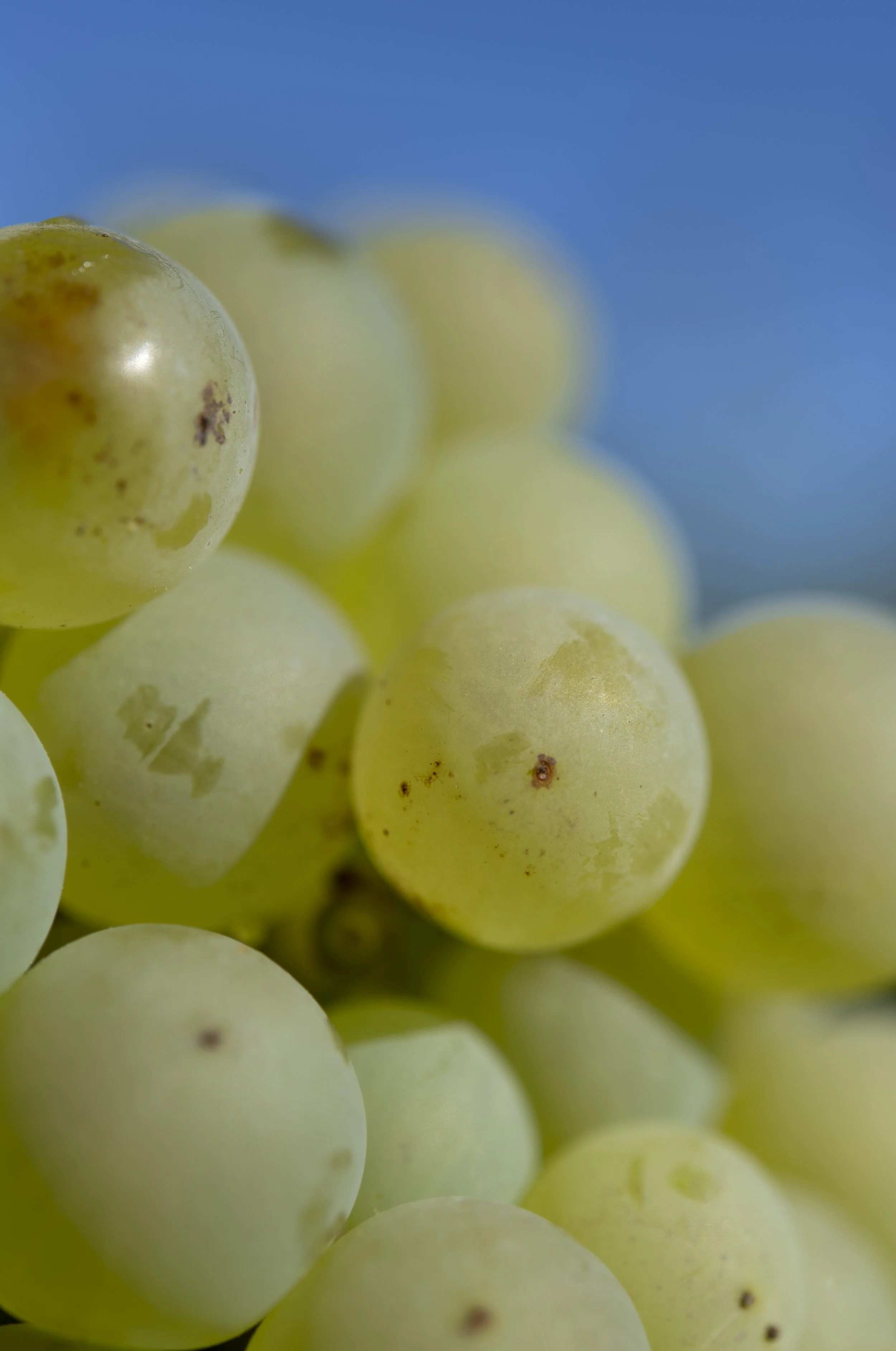 Bacchus grapes