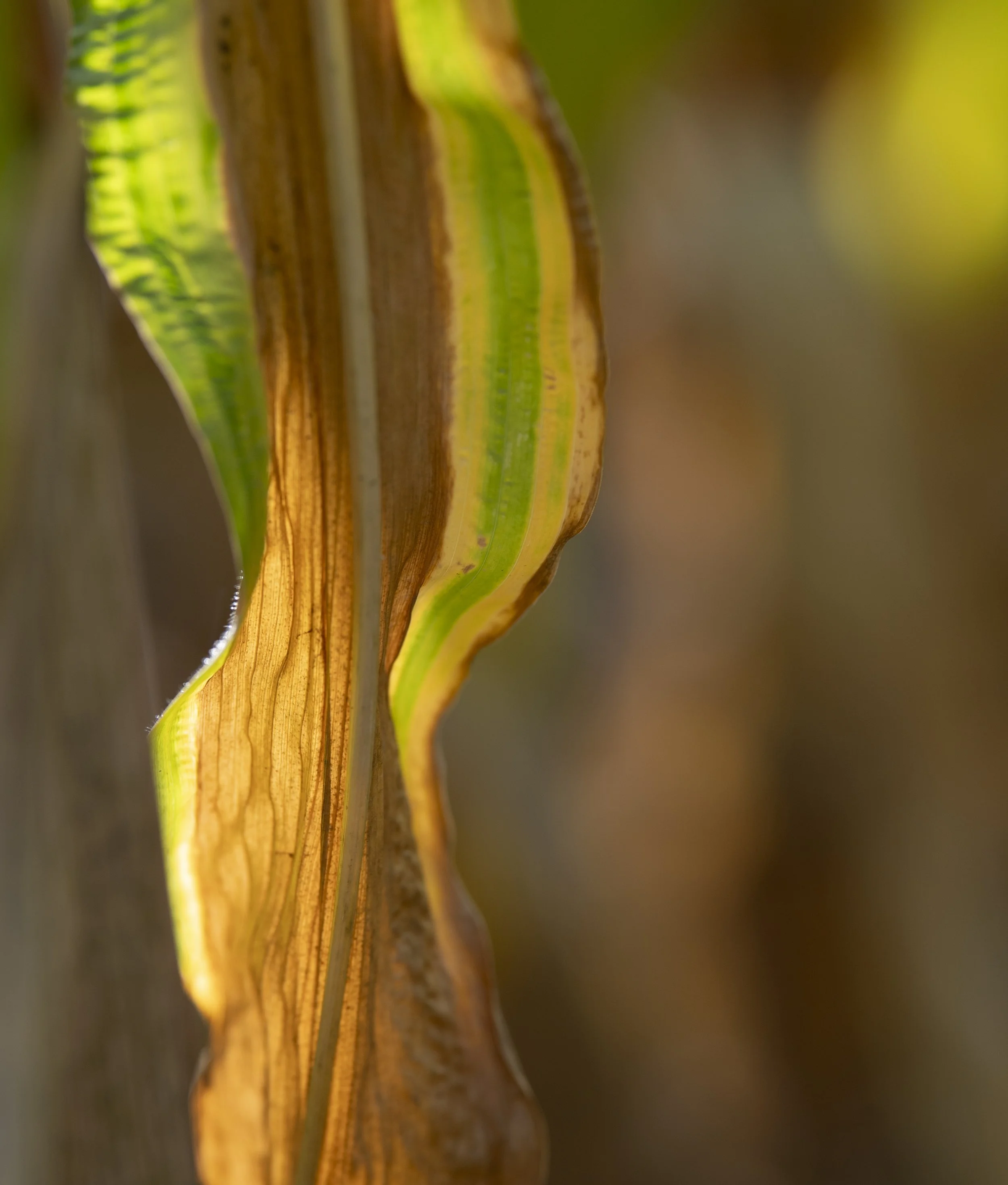 Light transmitted through the dying maize leaf in a field near Belton-in-Rutland