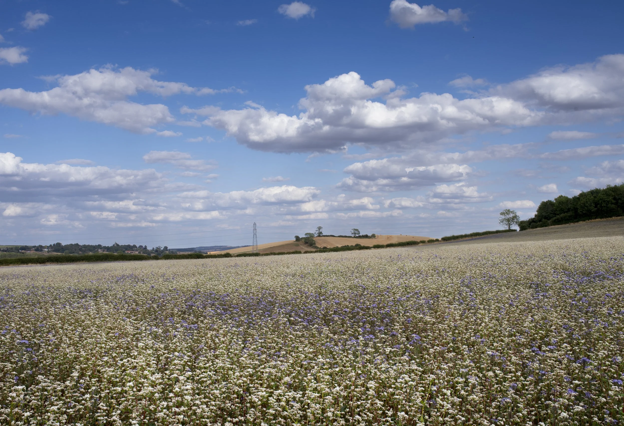 cover crop between Lyddington and Seaton