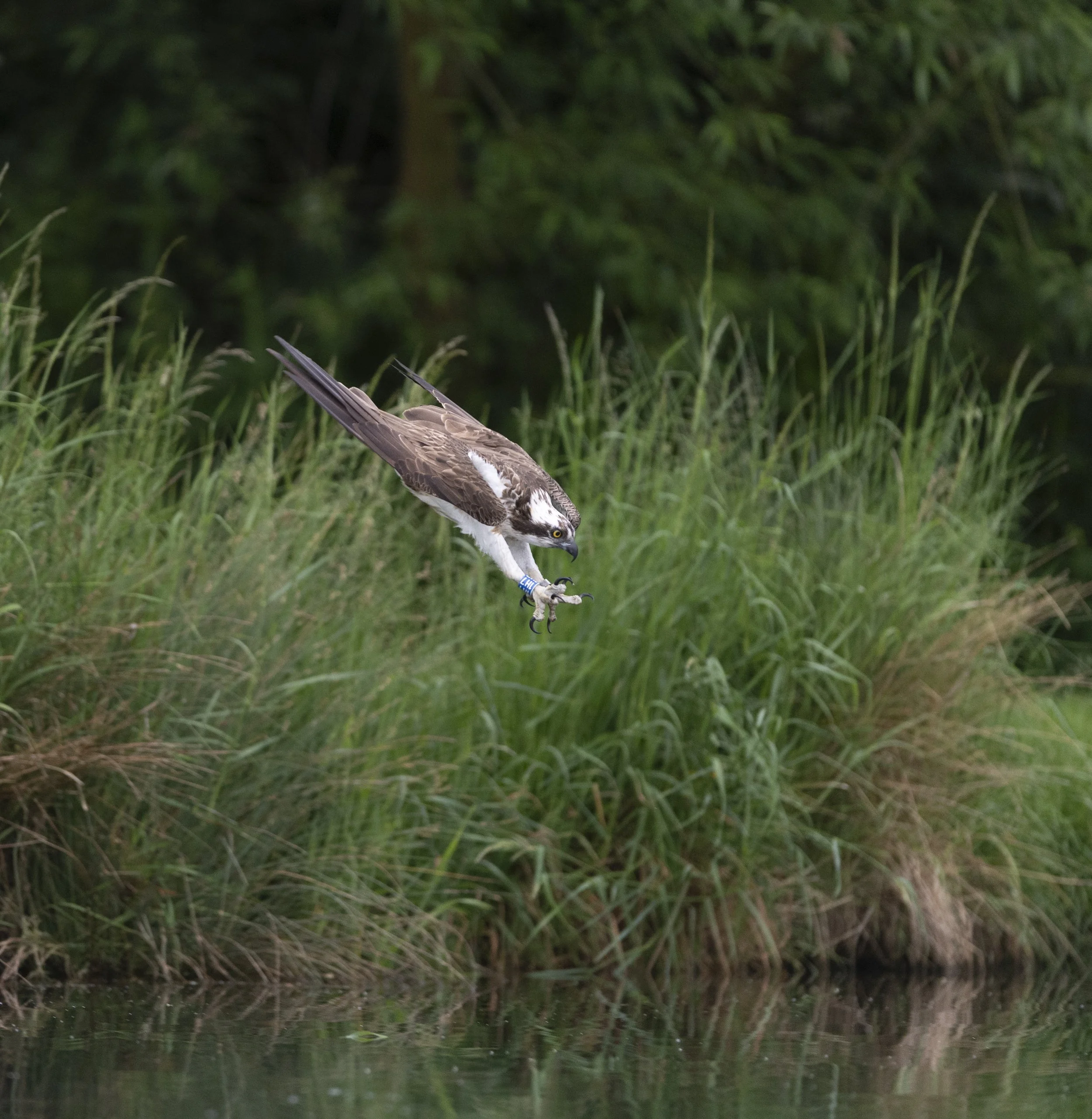 Osprey in a dive