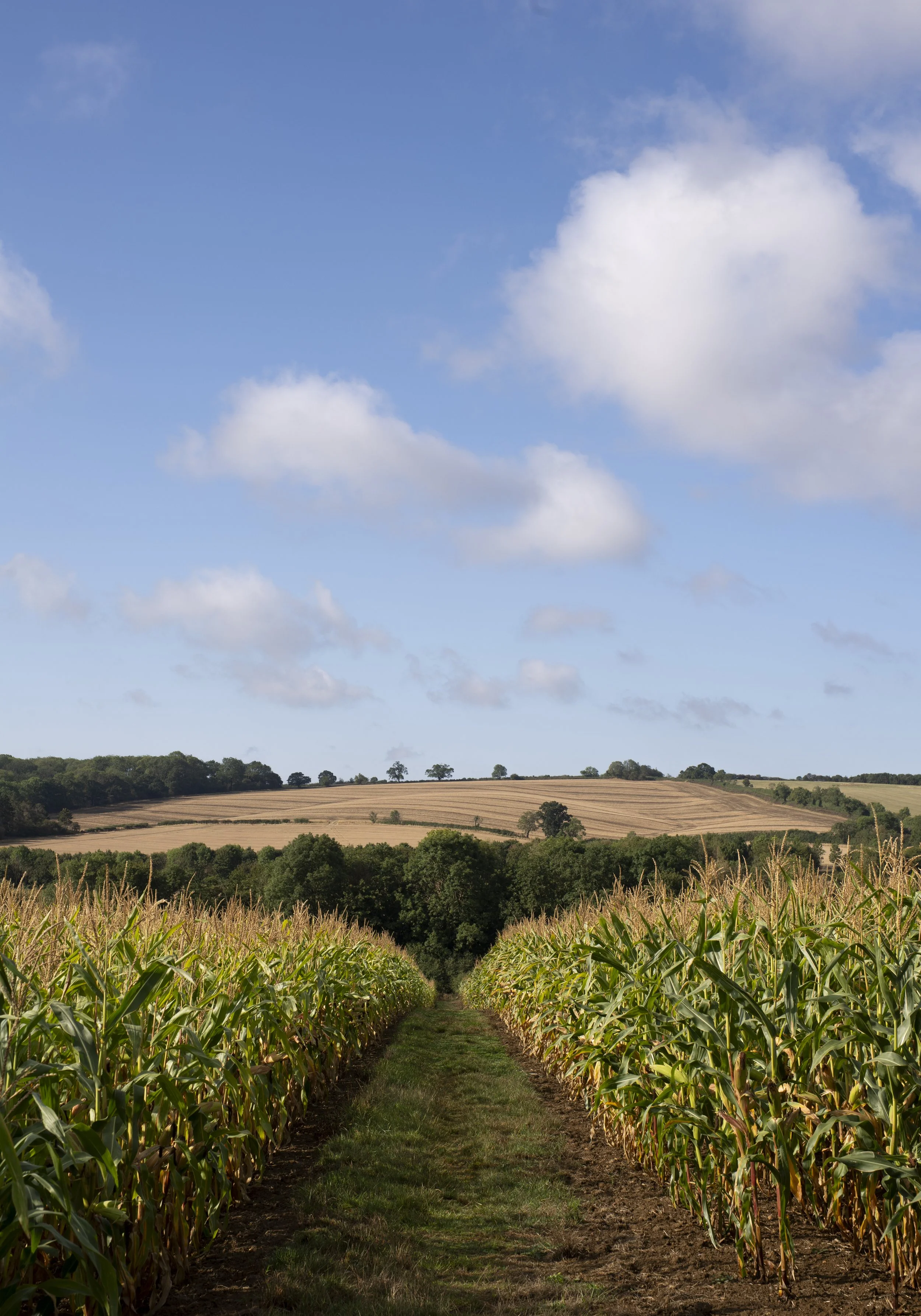 Maize near Belton-in-Rutland