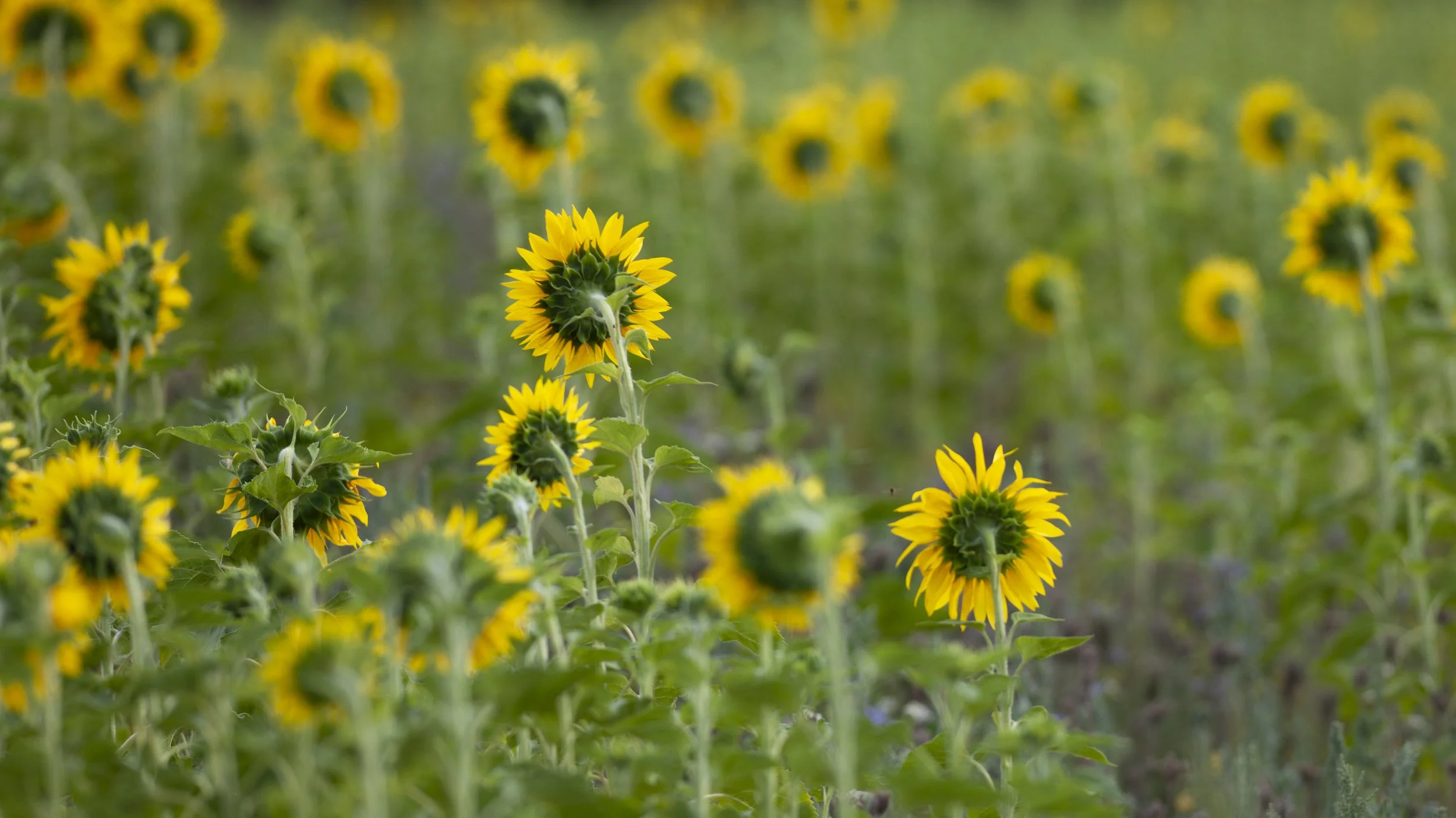 Sunflowers - Brooke village