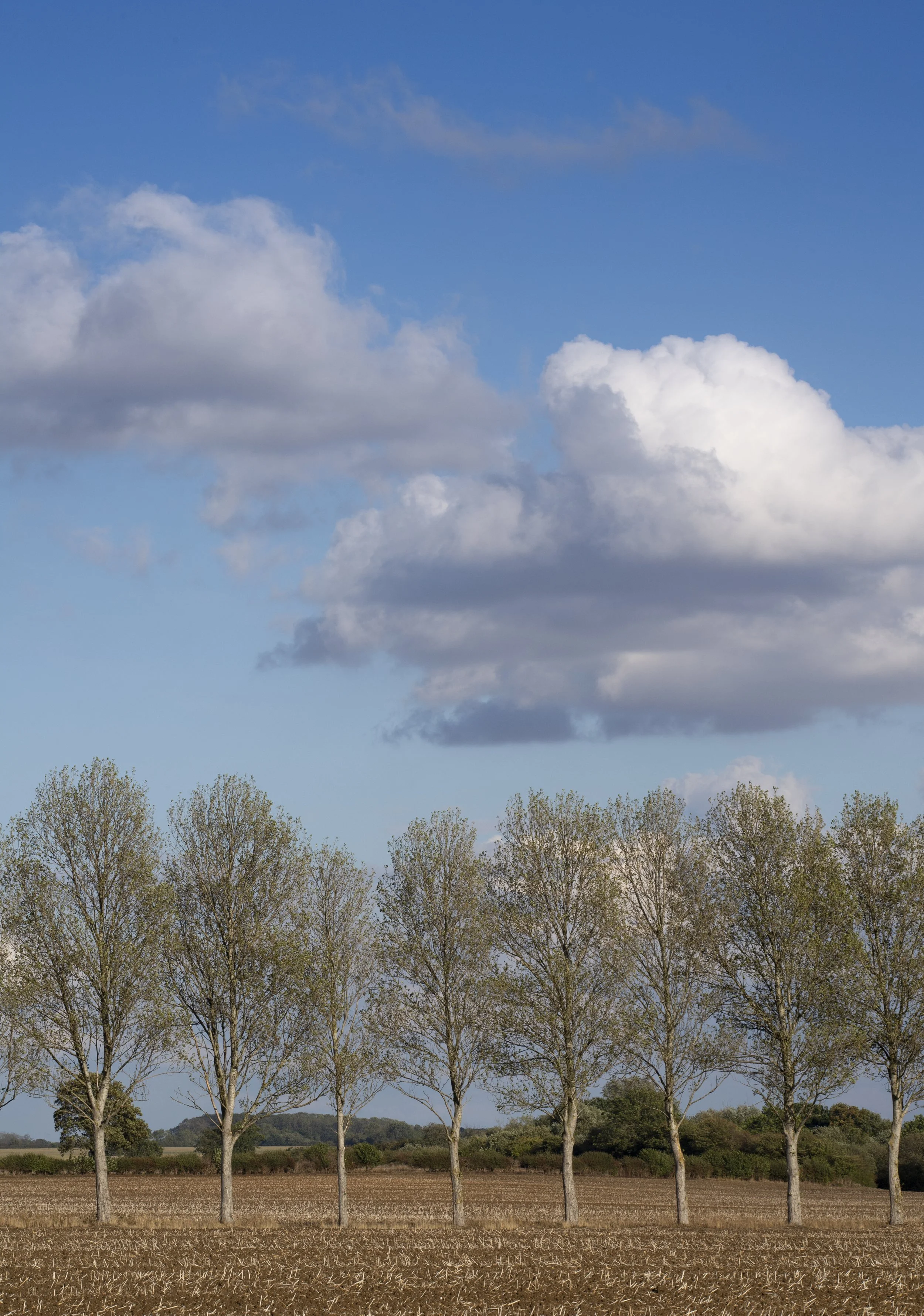Poplars between Thistleton and Market Overton