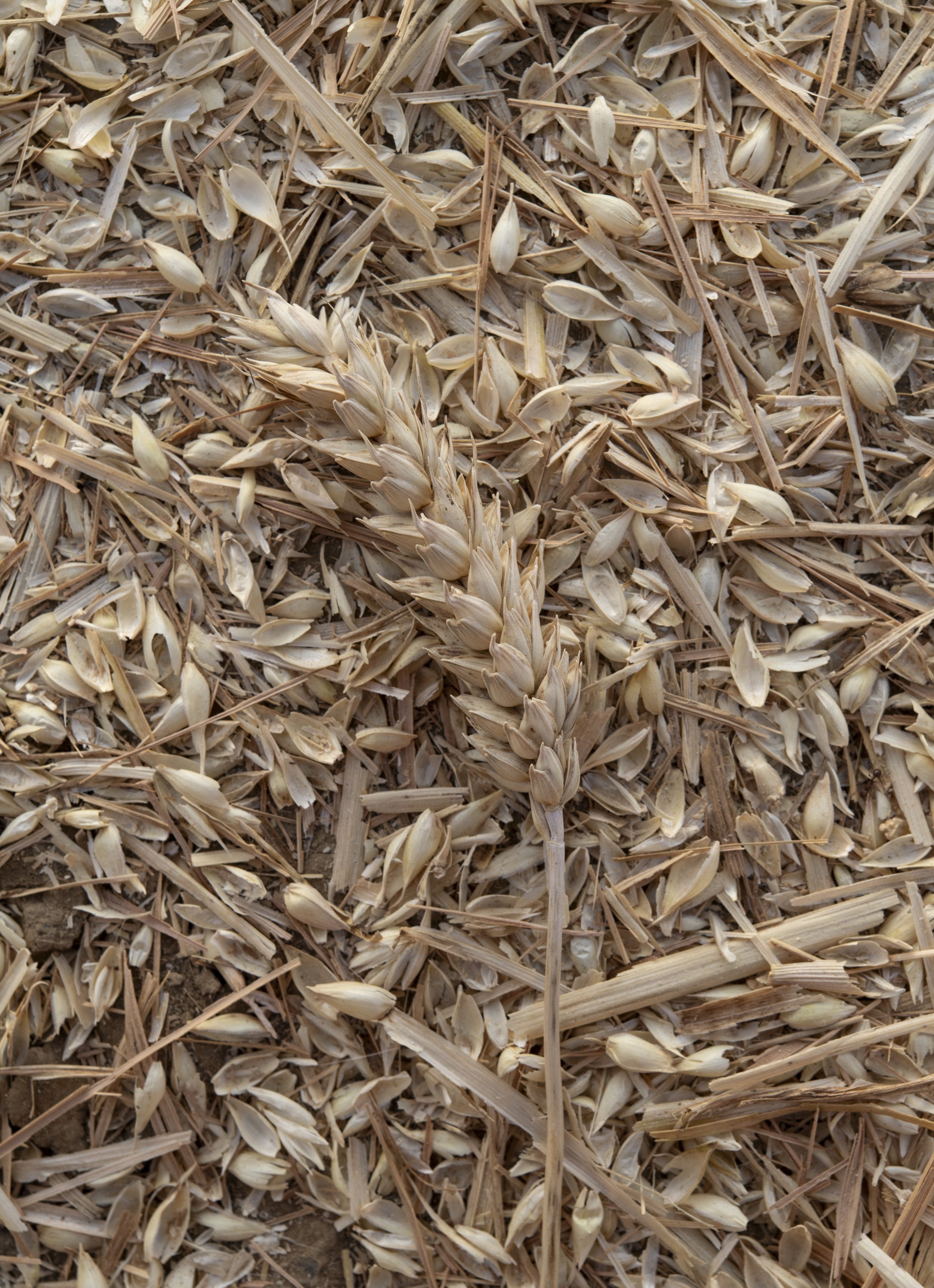 Can you separate the wheat from the chaff?