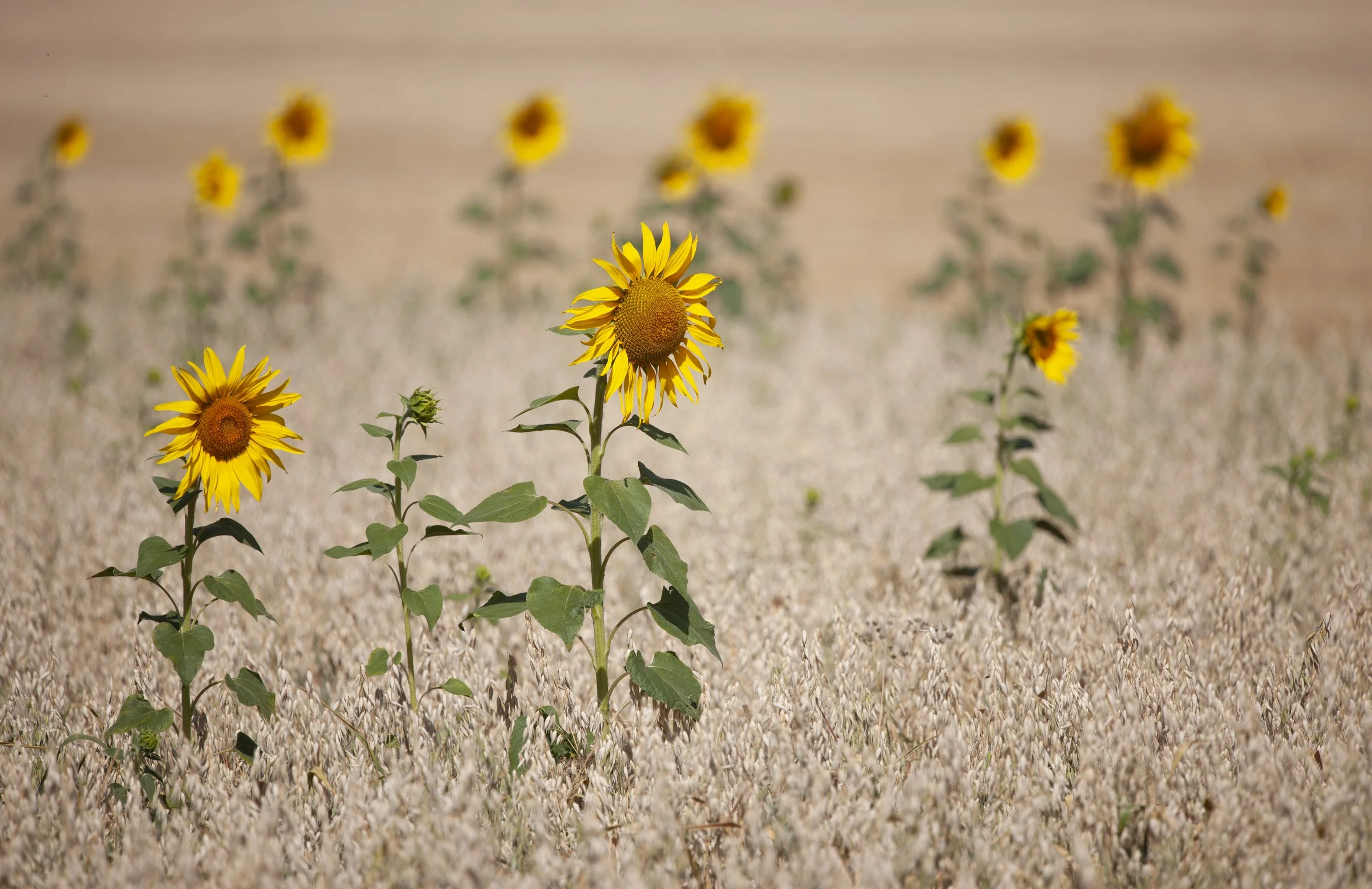 Sunflowers standing in a field on the outskirts of Oakham