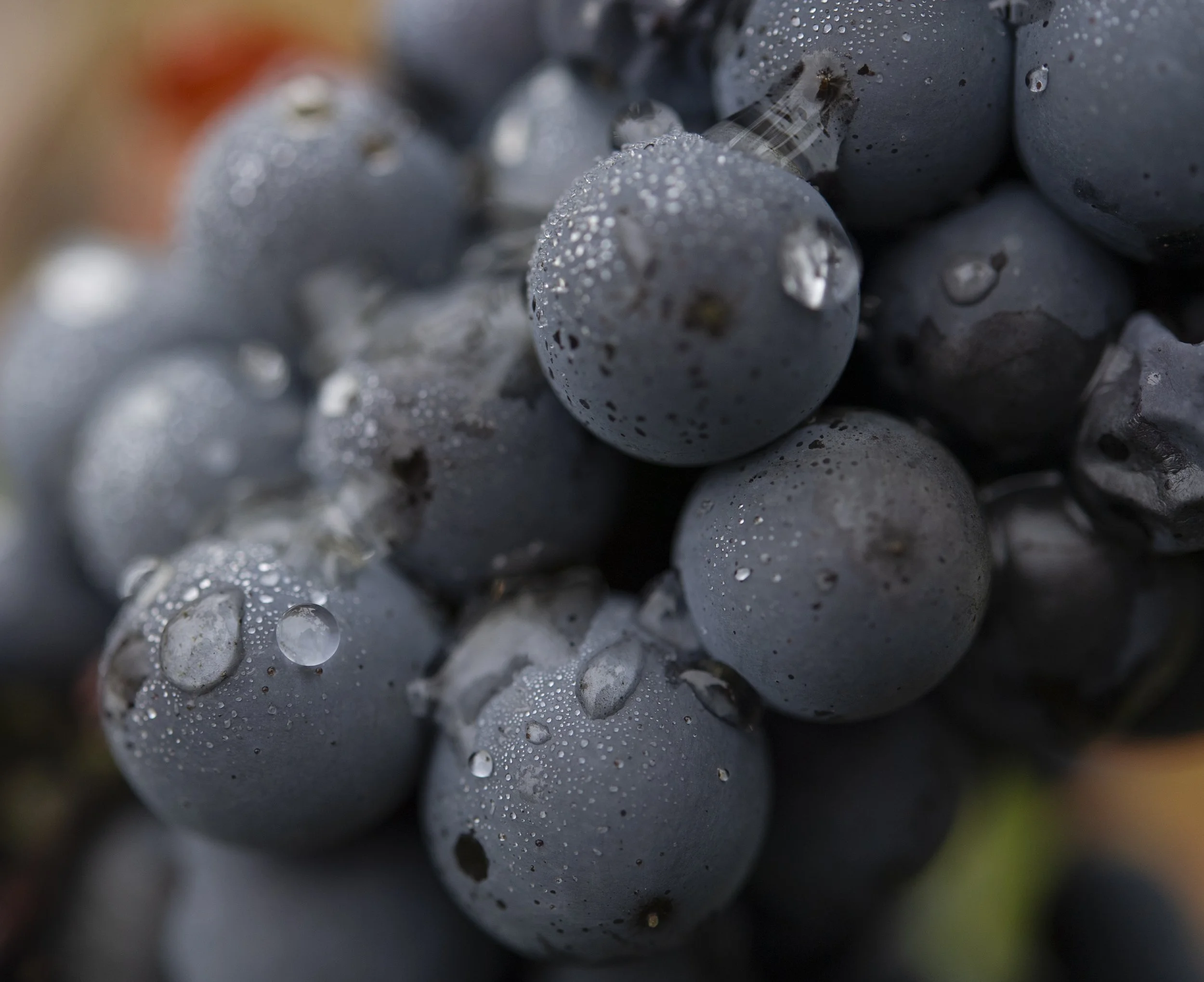 Pinot Noir, after a short shower during the 2026 harvest