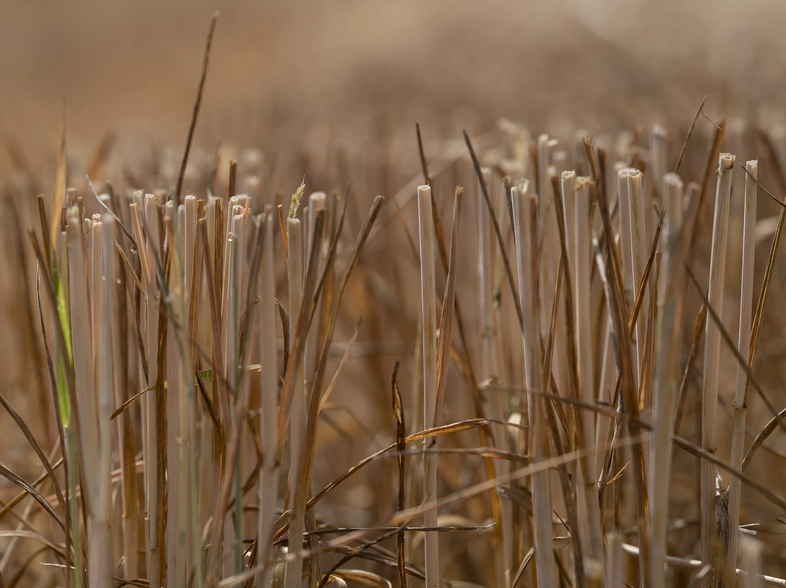 Flat top stubble, Pickworth