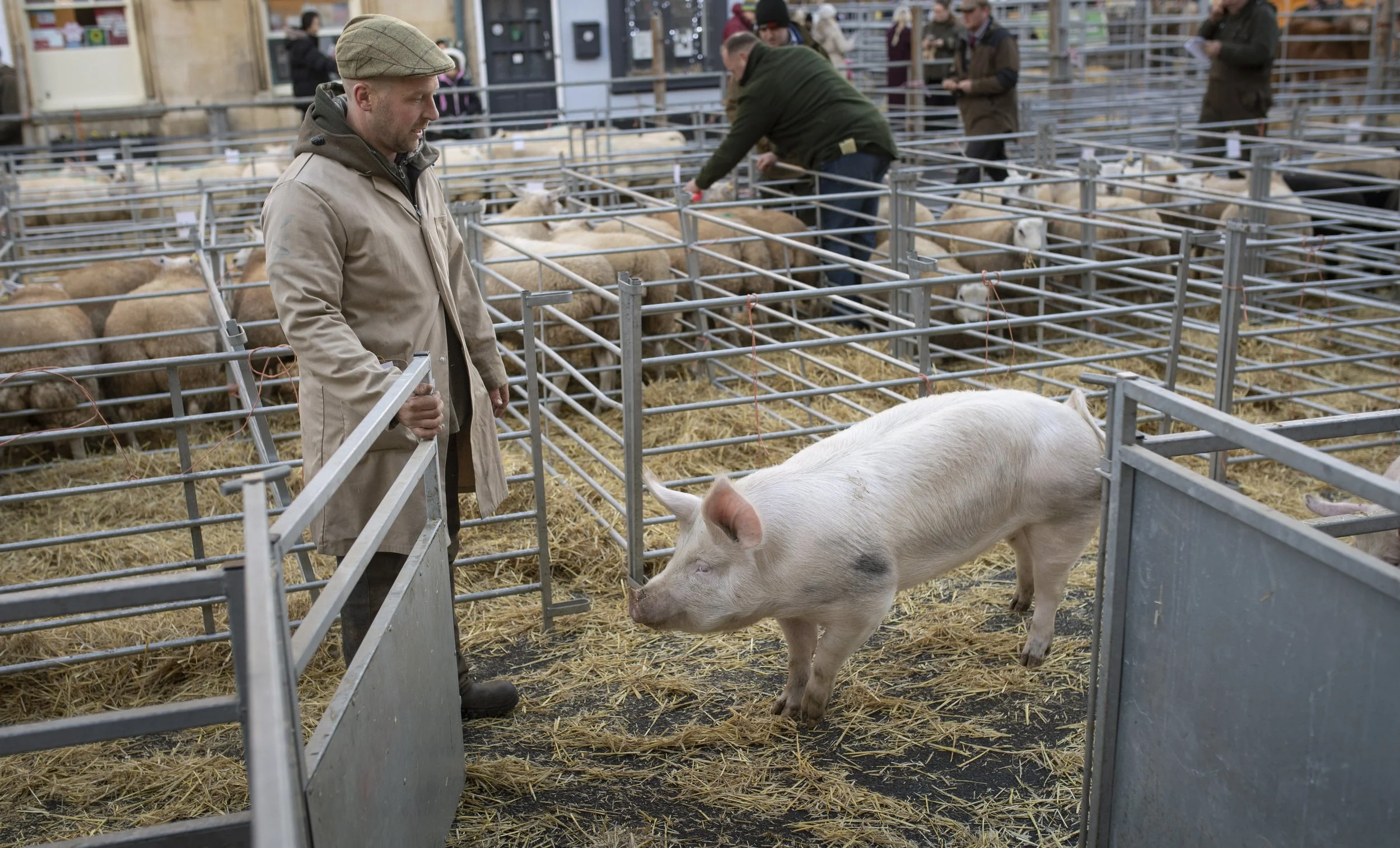 251126 Fatstock 001.jpg