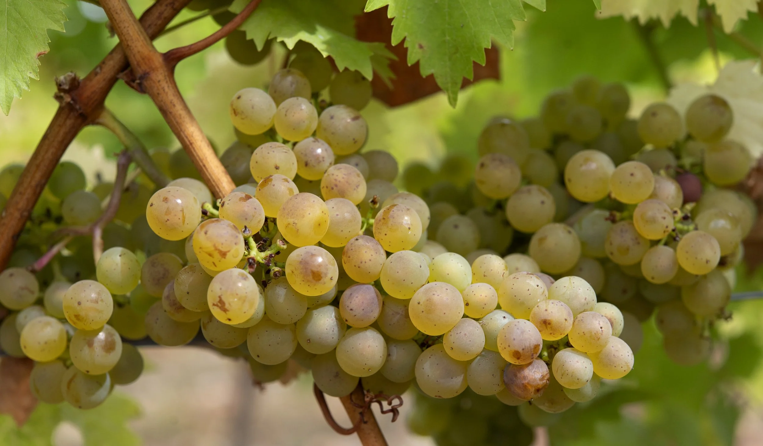 Bacchus grapes at Rutland Vineyard