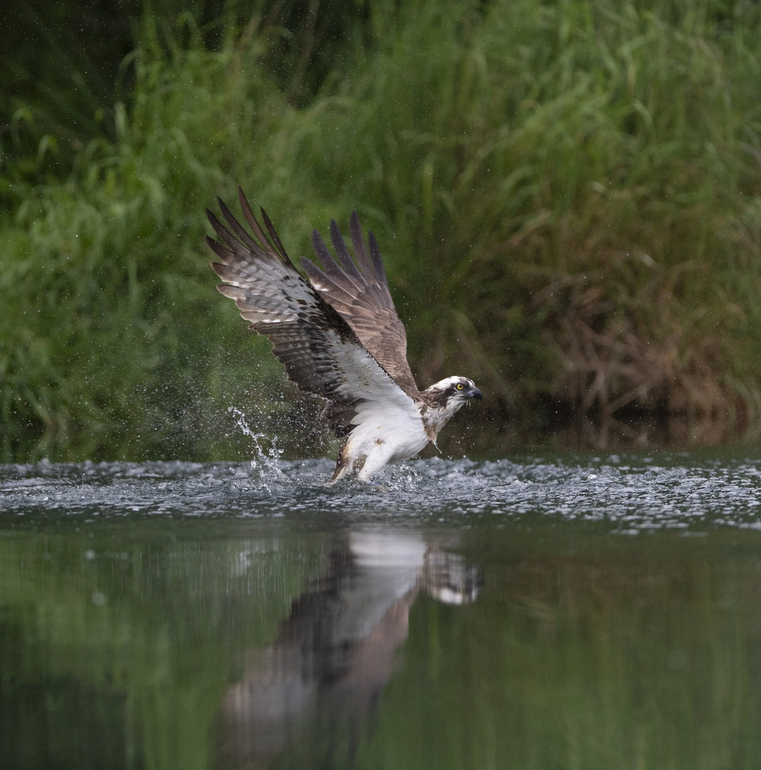 Osprey