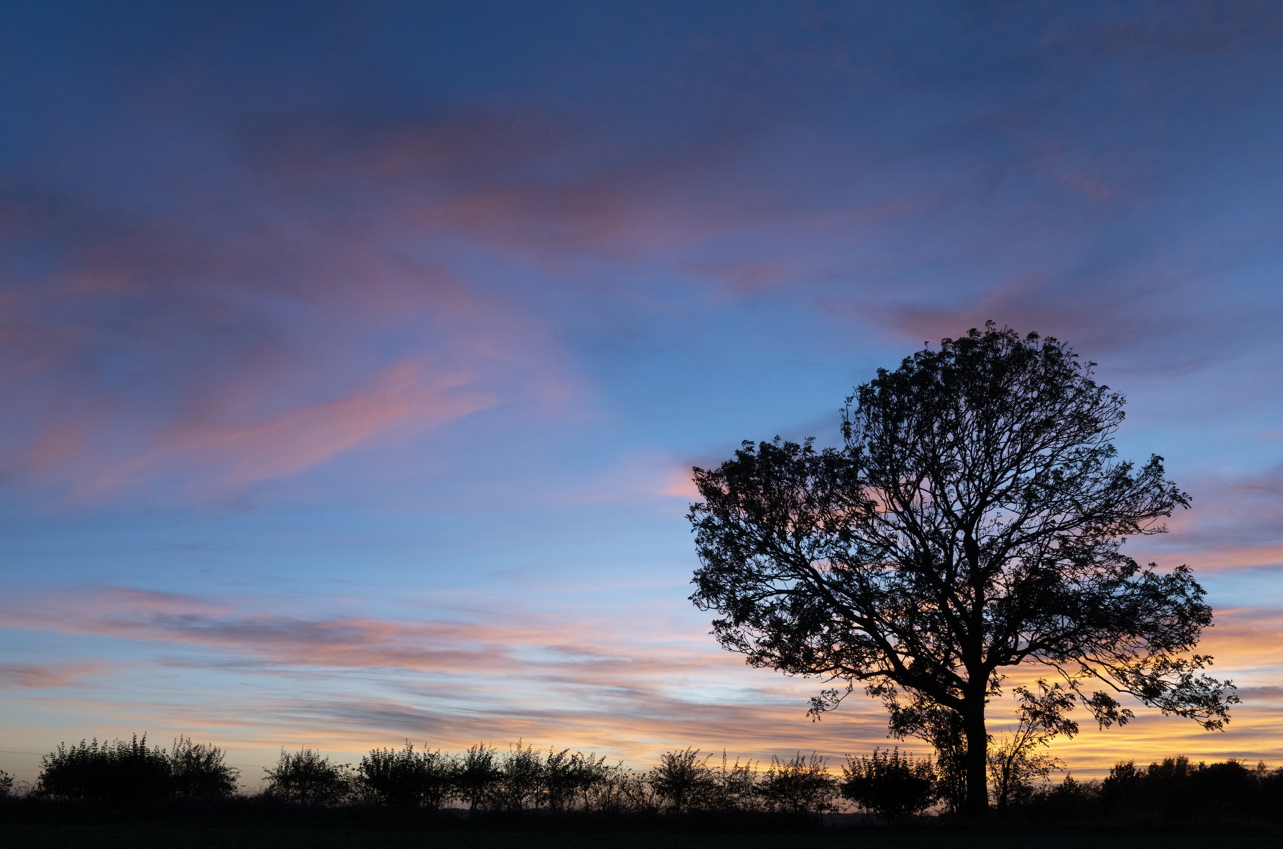 Hedgerow and ash at sunset - Whissendine