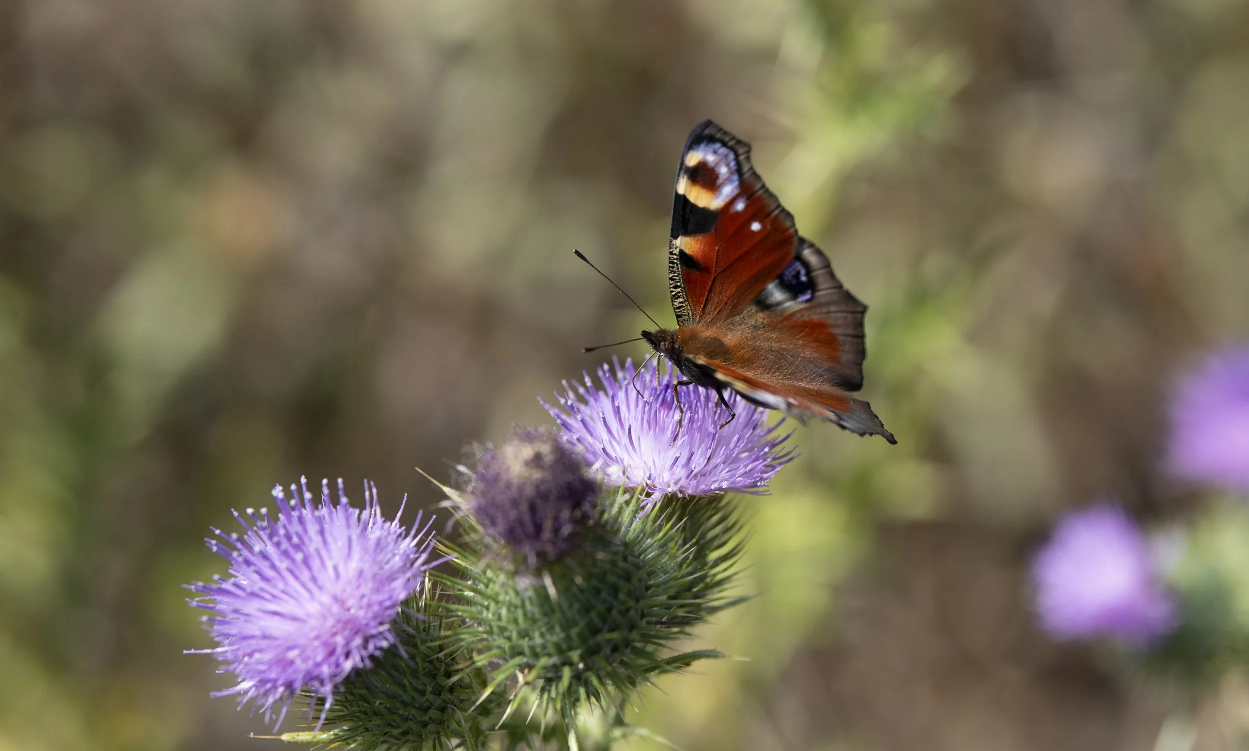 Peacock butterfly on a thistle head in a field margin, Pickworth