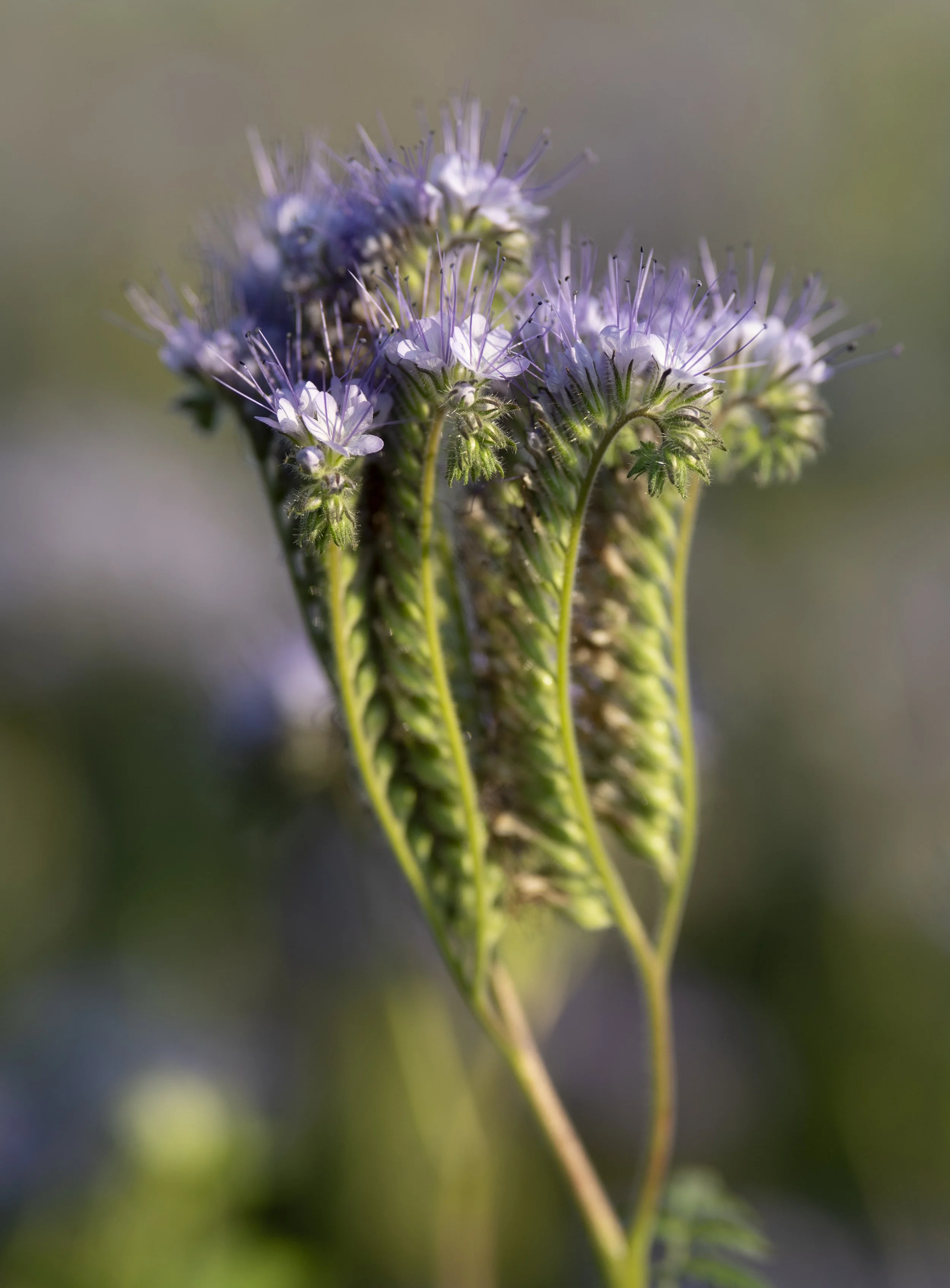 Phacelia