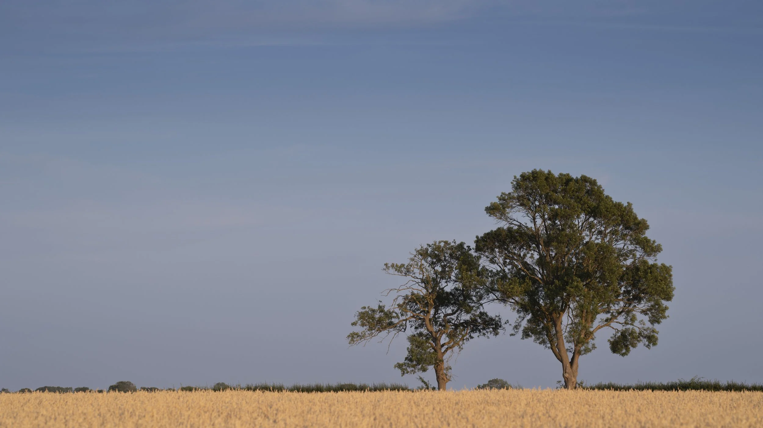 Trees on the Ridlington ridge skyline
