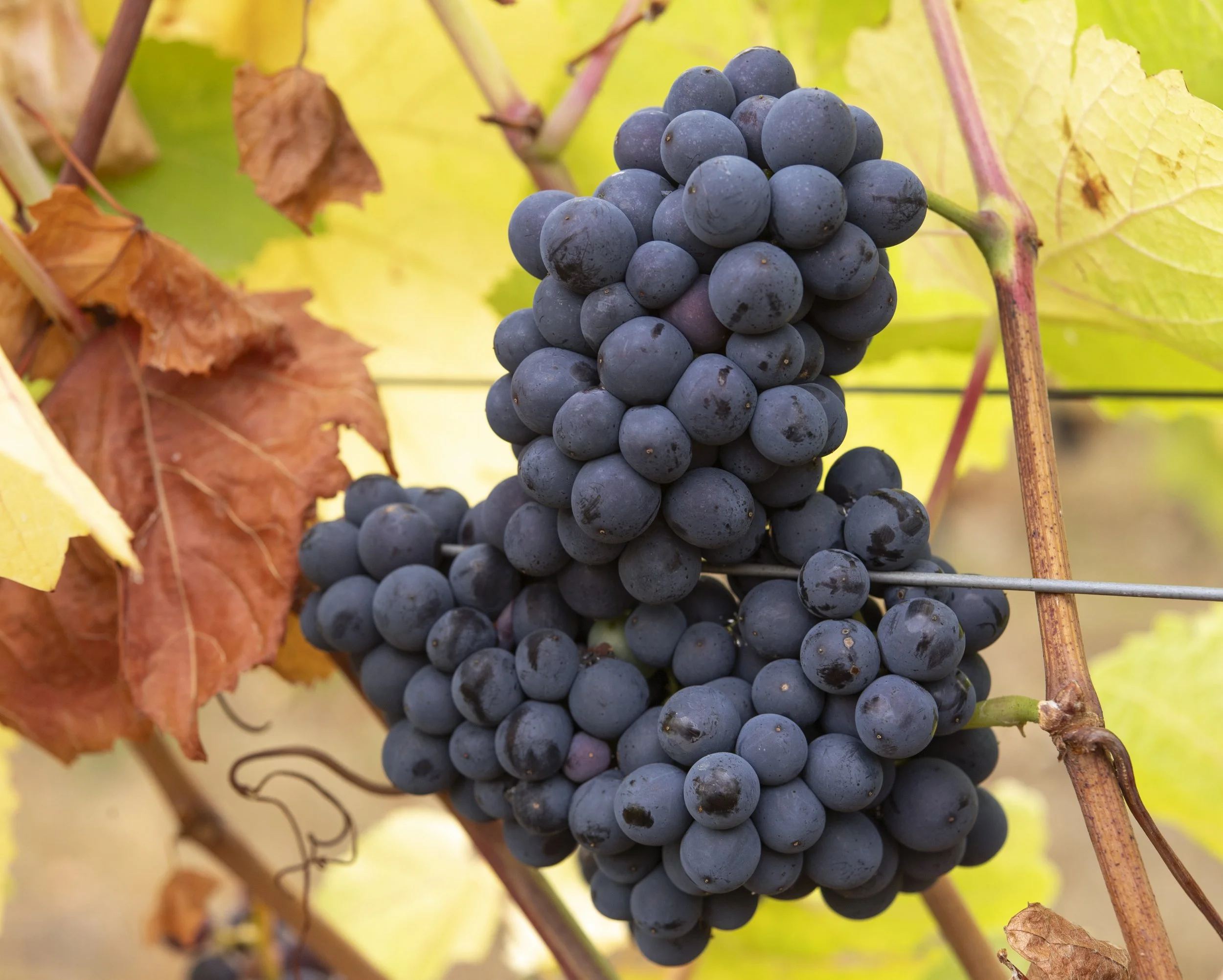 Pinot Noir grapes at Rutland Vineyard