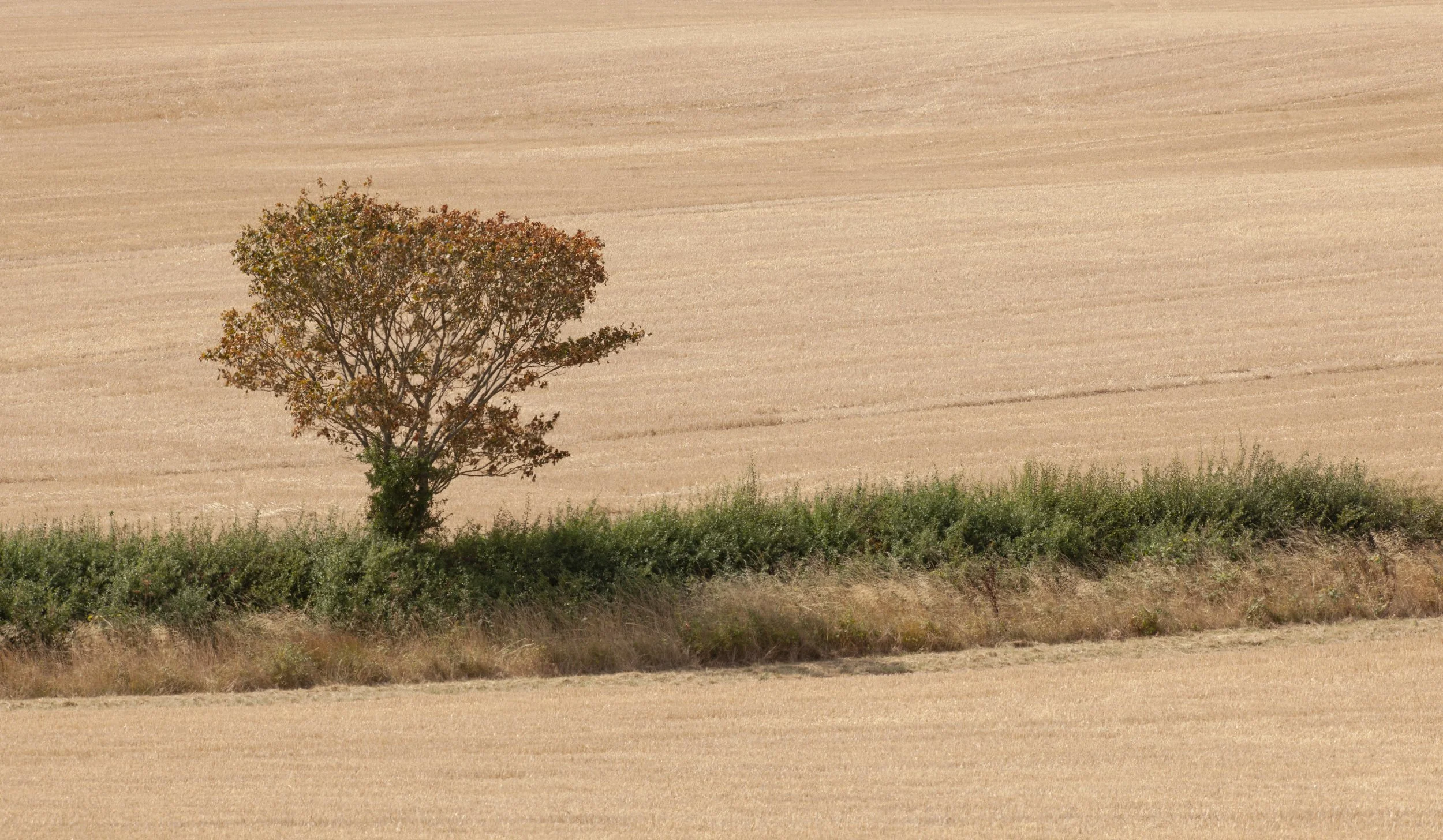 Green and brown, Brooke Hill