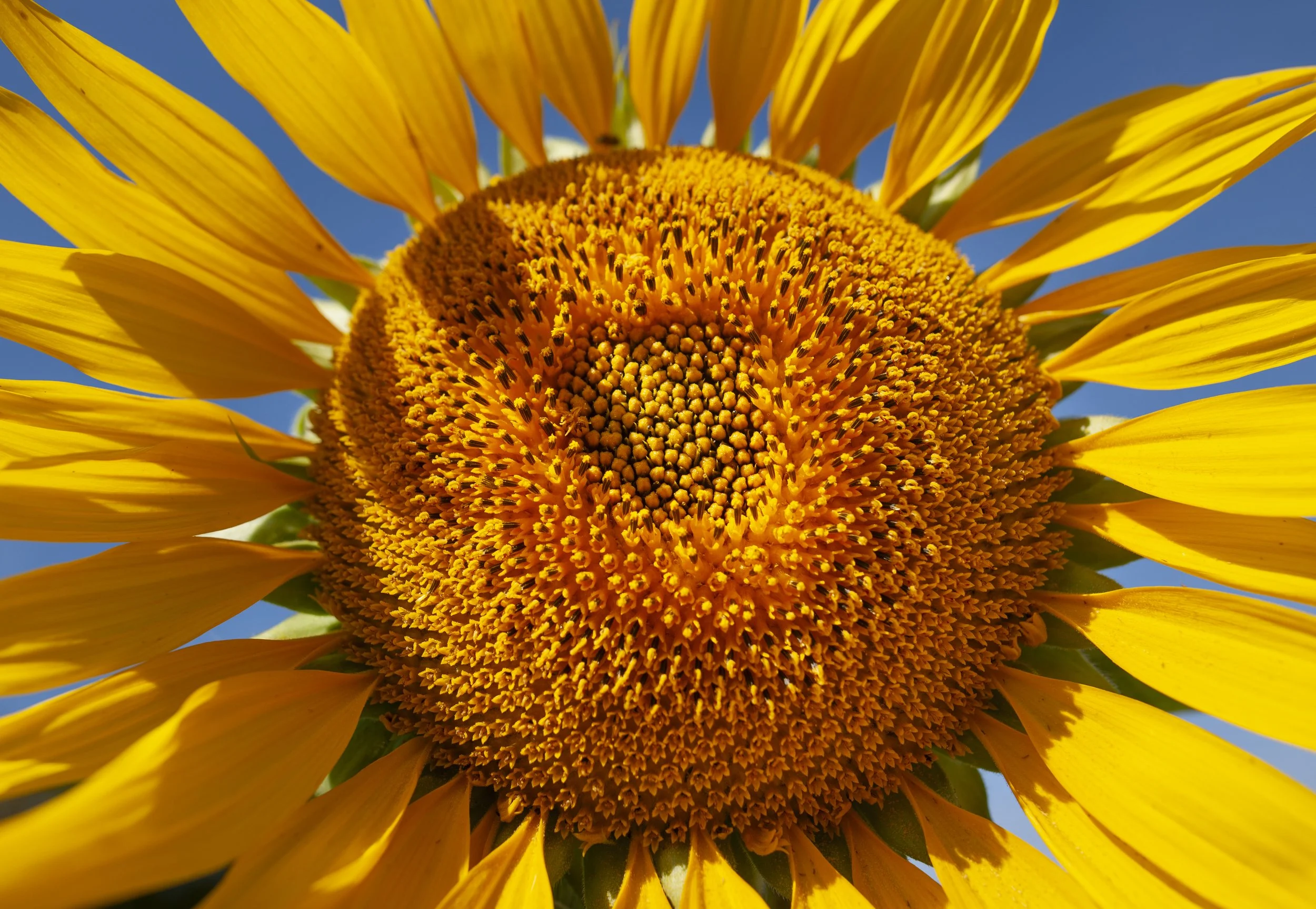 Sunflower - Oakham