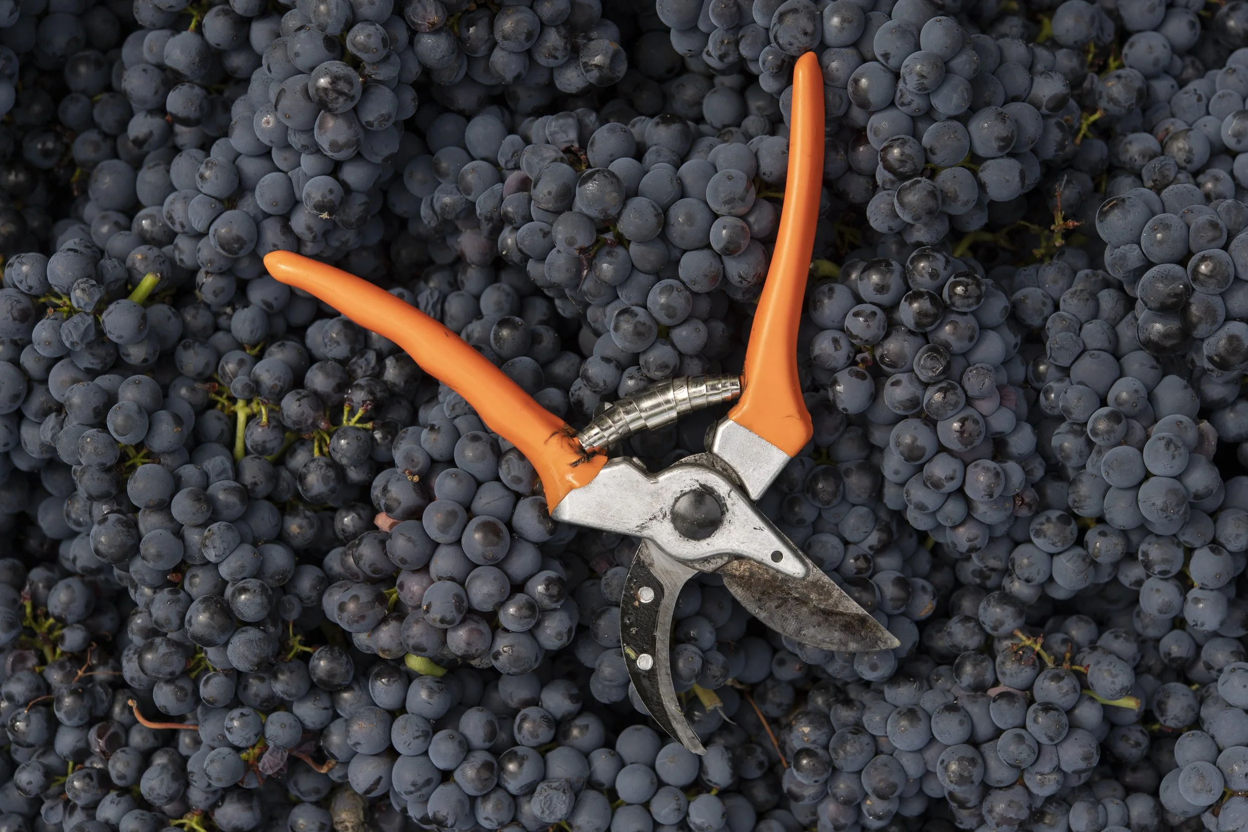 Pinot Noir harvest 2026