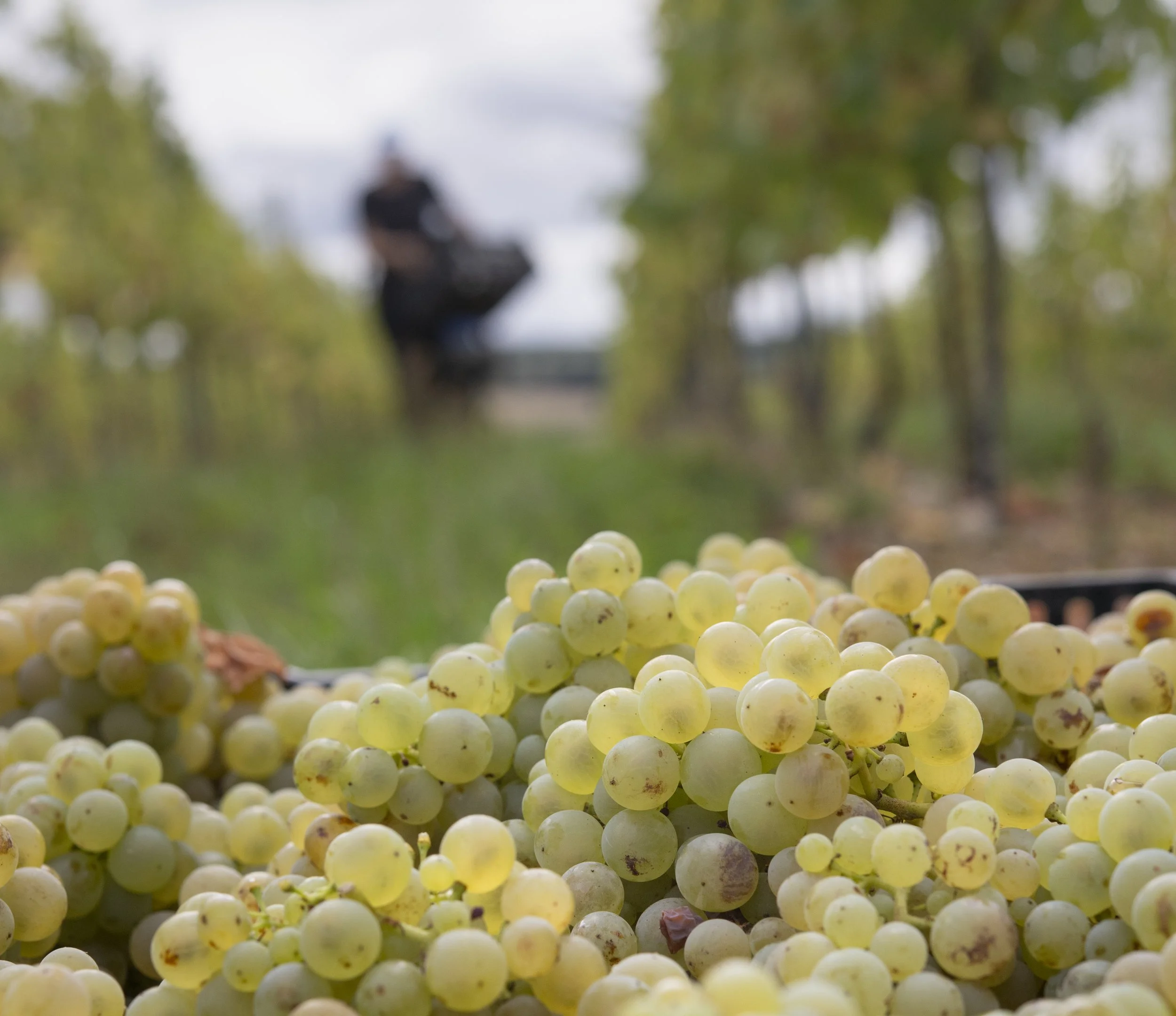 Bacchus harvest 2026