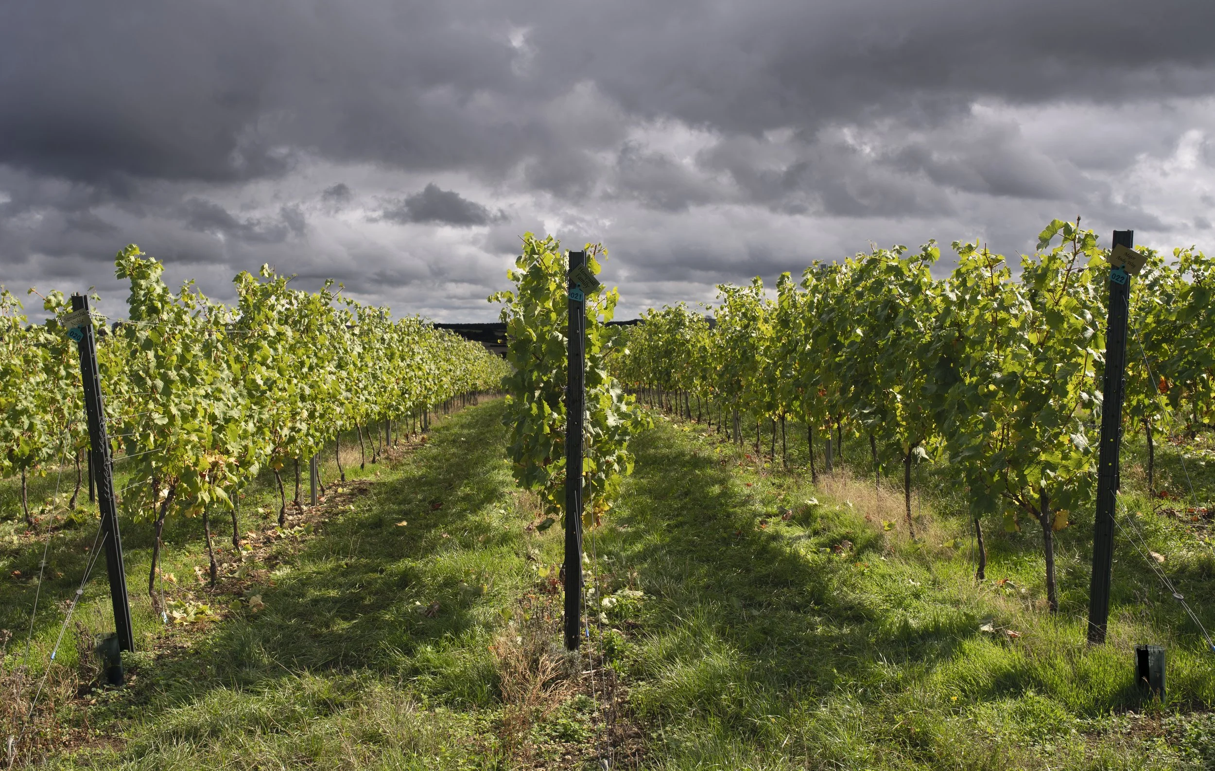 Bacchus vine after being harvested