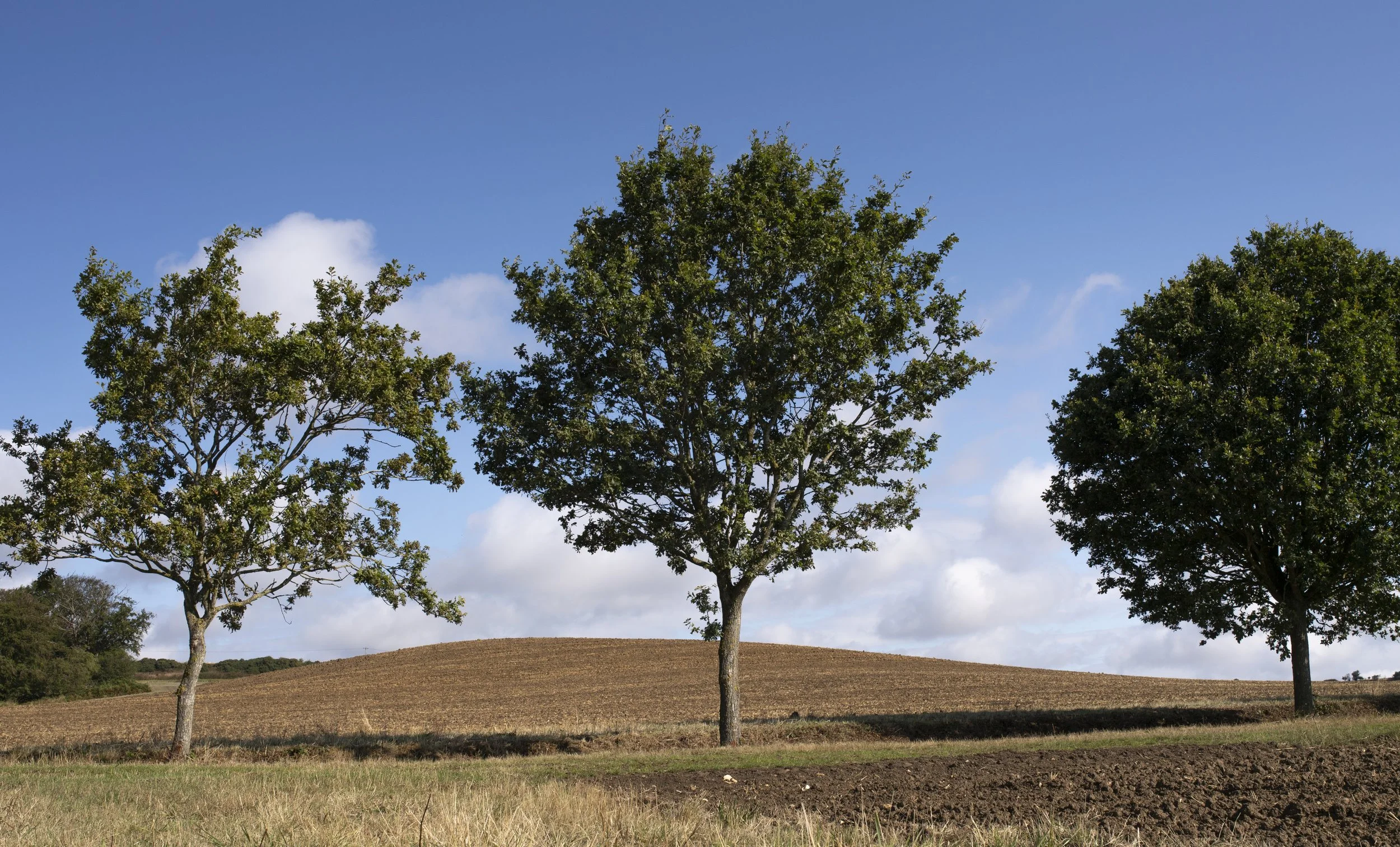 Triptych trees
