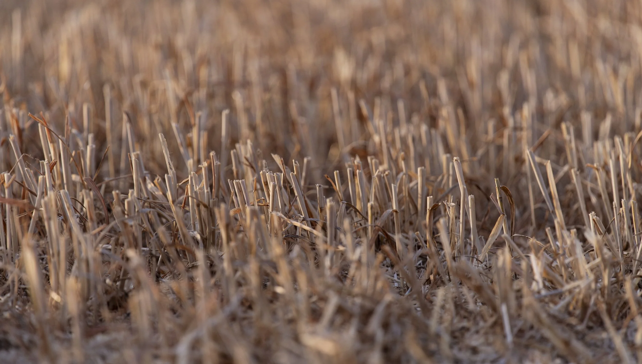 stubble