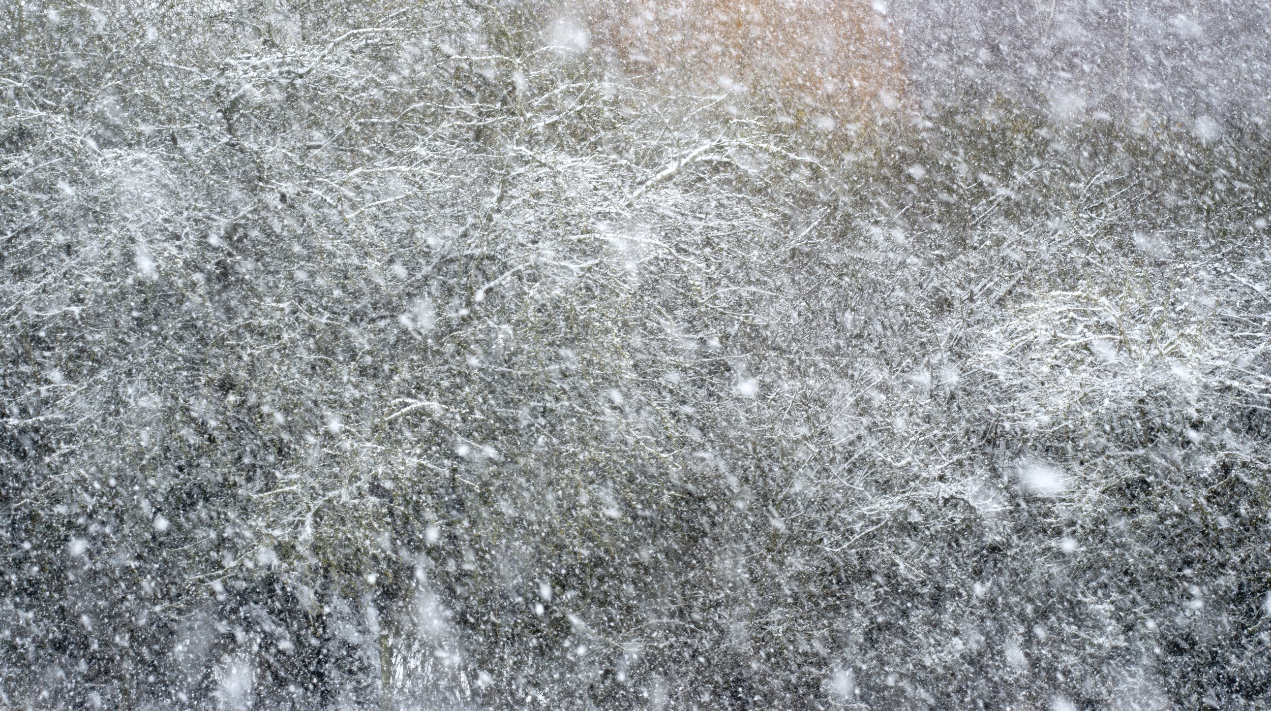 210208 pollock 01A flat.jpg