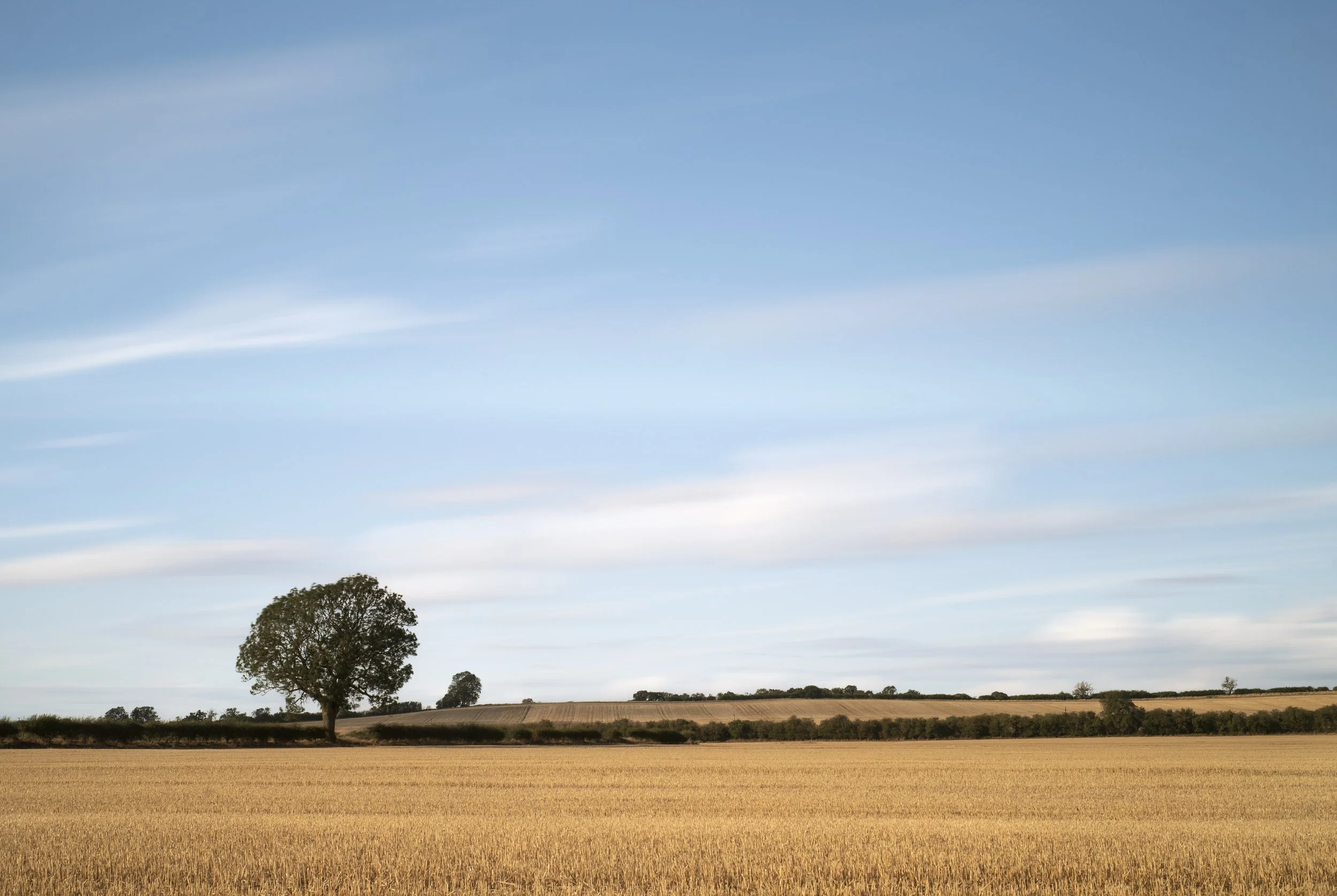 A single tree near Teigh