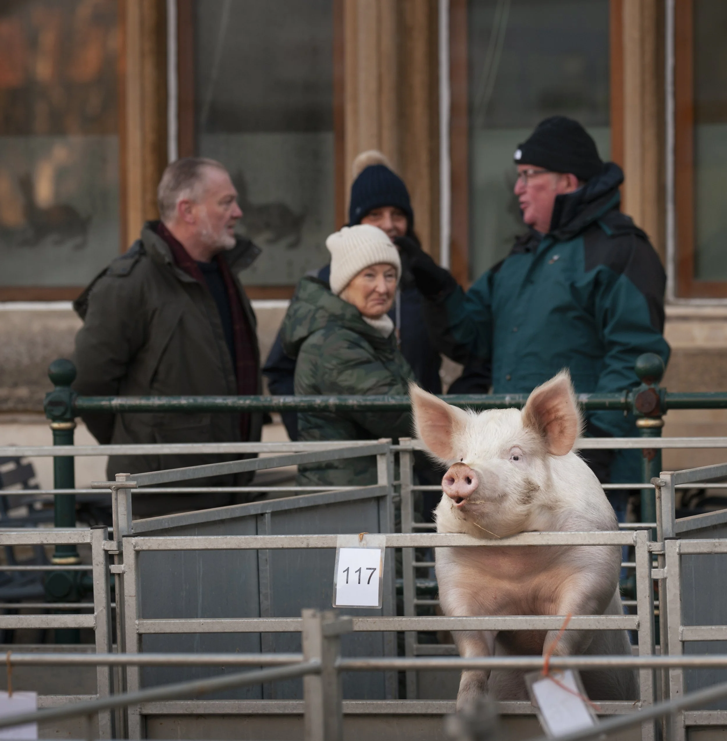251126 Fatstock 002.jpg