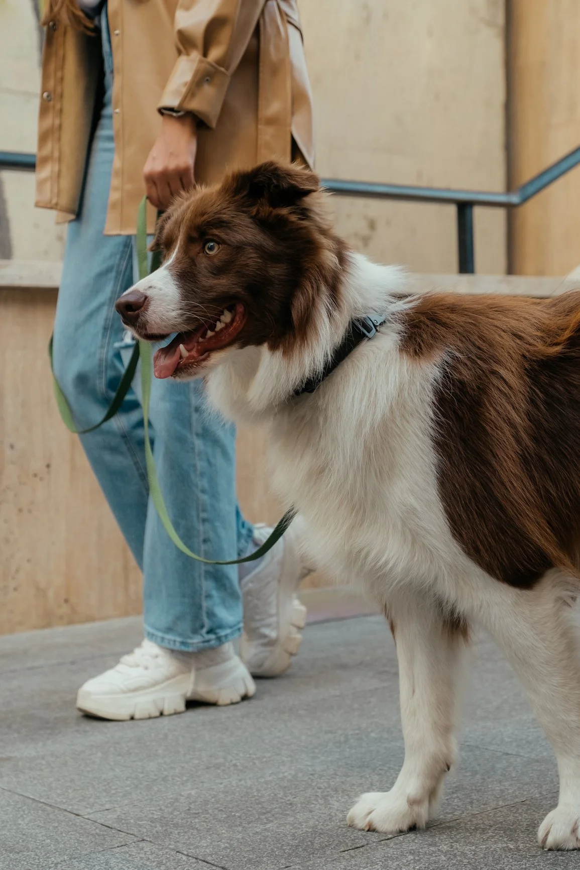 Ridge Haven - New Townhomes for Rent in Concord |  A brown and white Australian Shepherd dog on a green leash, standing indoors on a gray tiled floor, with a person wearing light blue jeans and a beige jacket holding the leash.