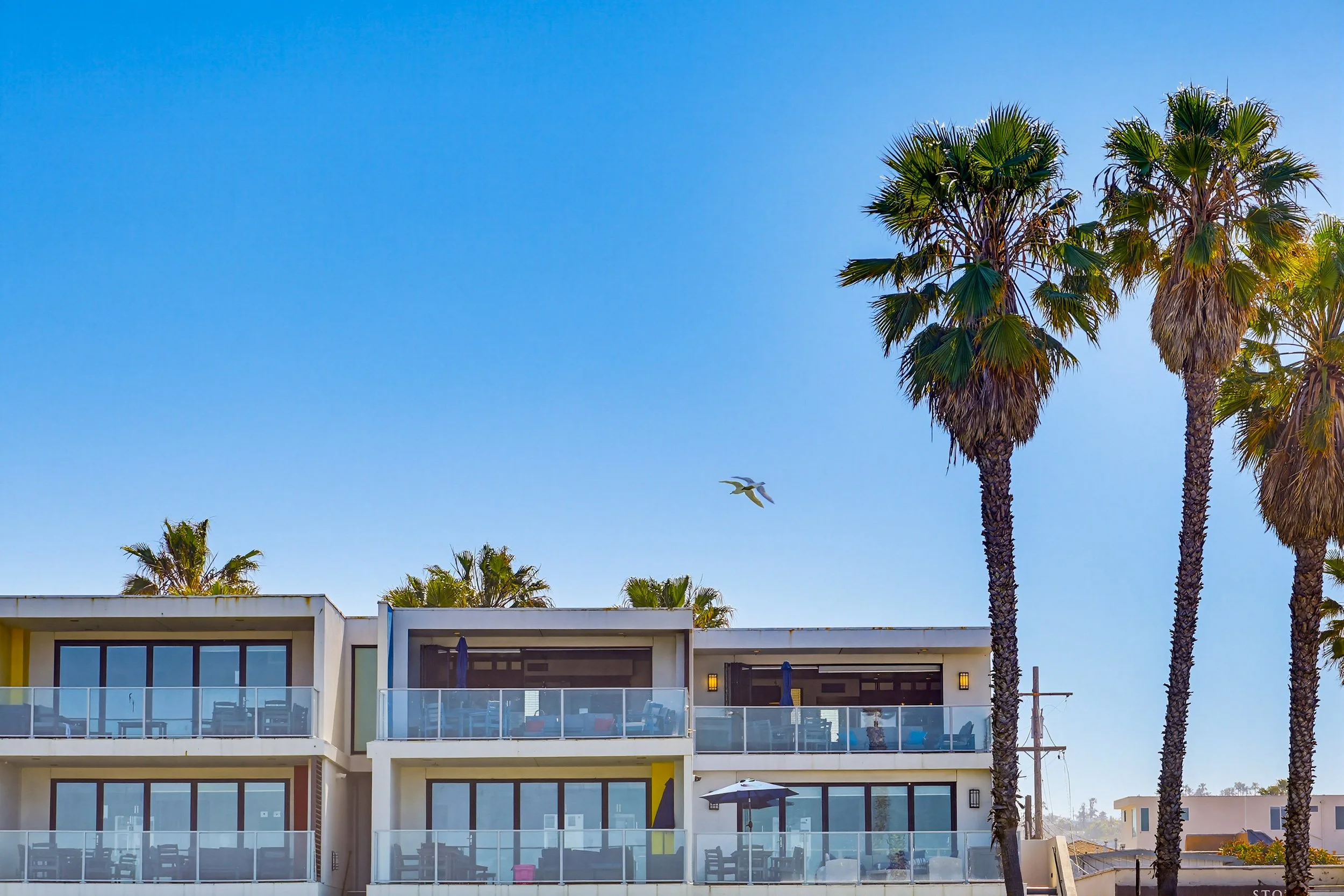 Ocean Park Vacation Rentals, modern beachfront residential building with multiple balconies, tall palm trees, and a seagull flying in clear blue sky.