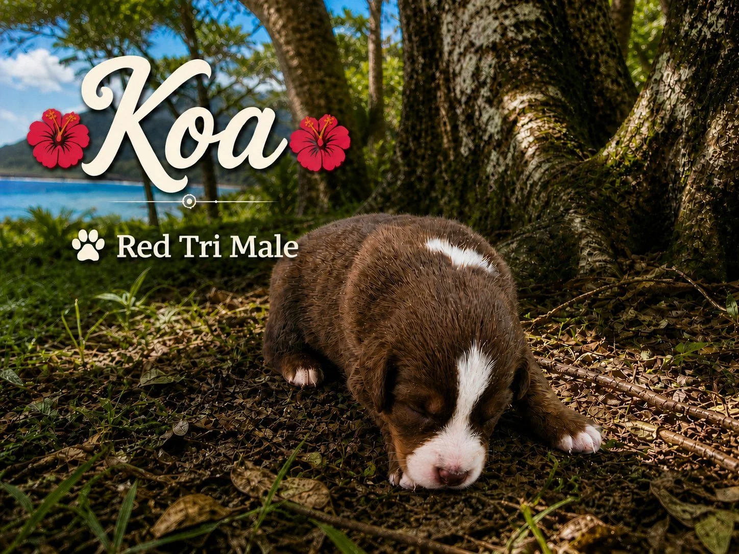 Koa of Aussomely Yours - Red Tri Male